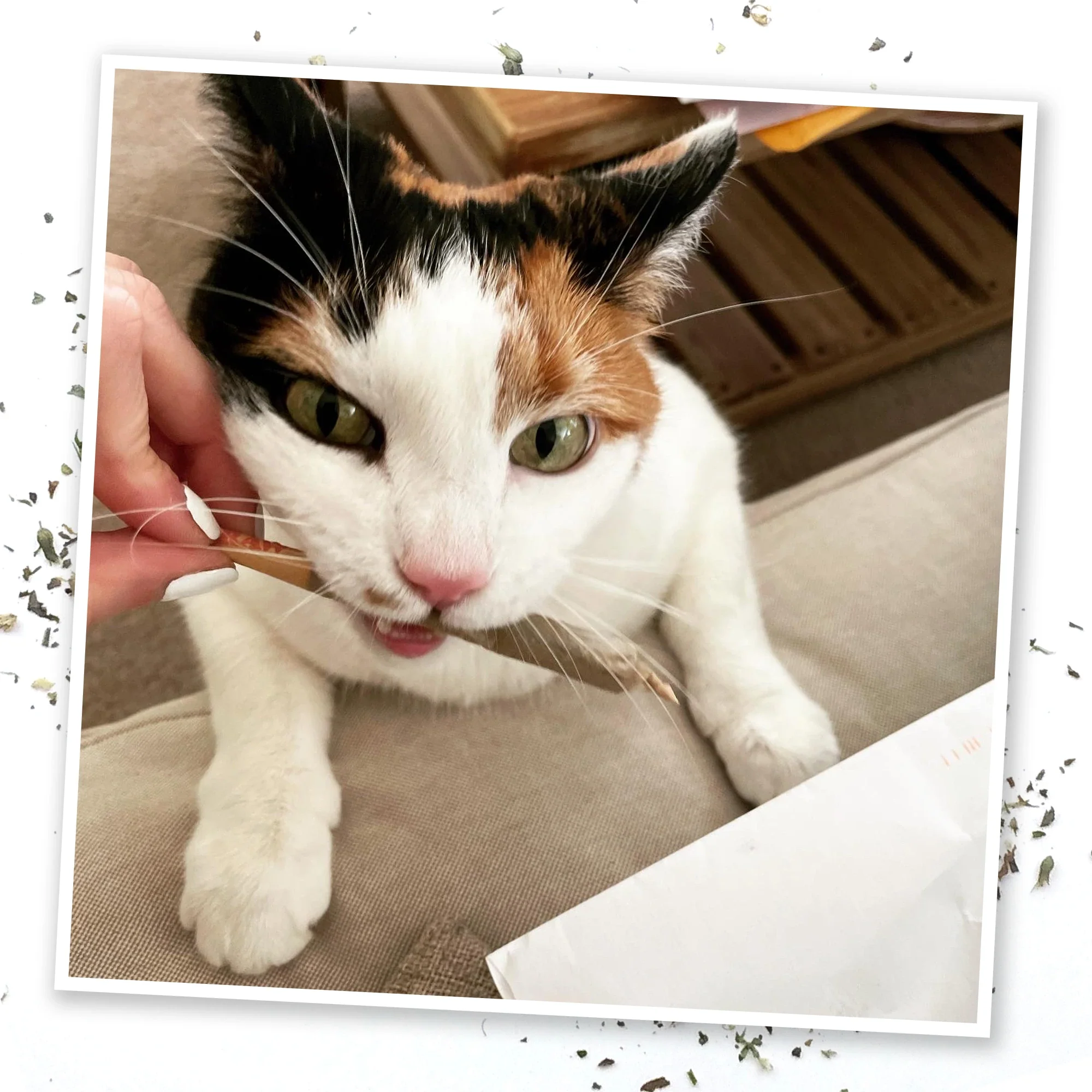 Pawtriotic Hotdog Bundle