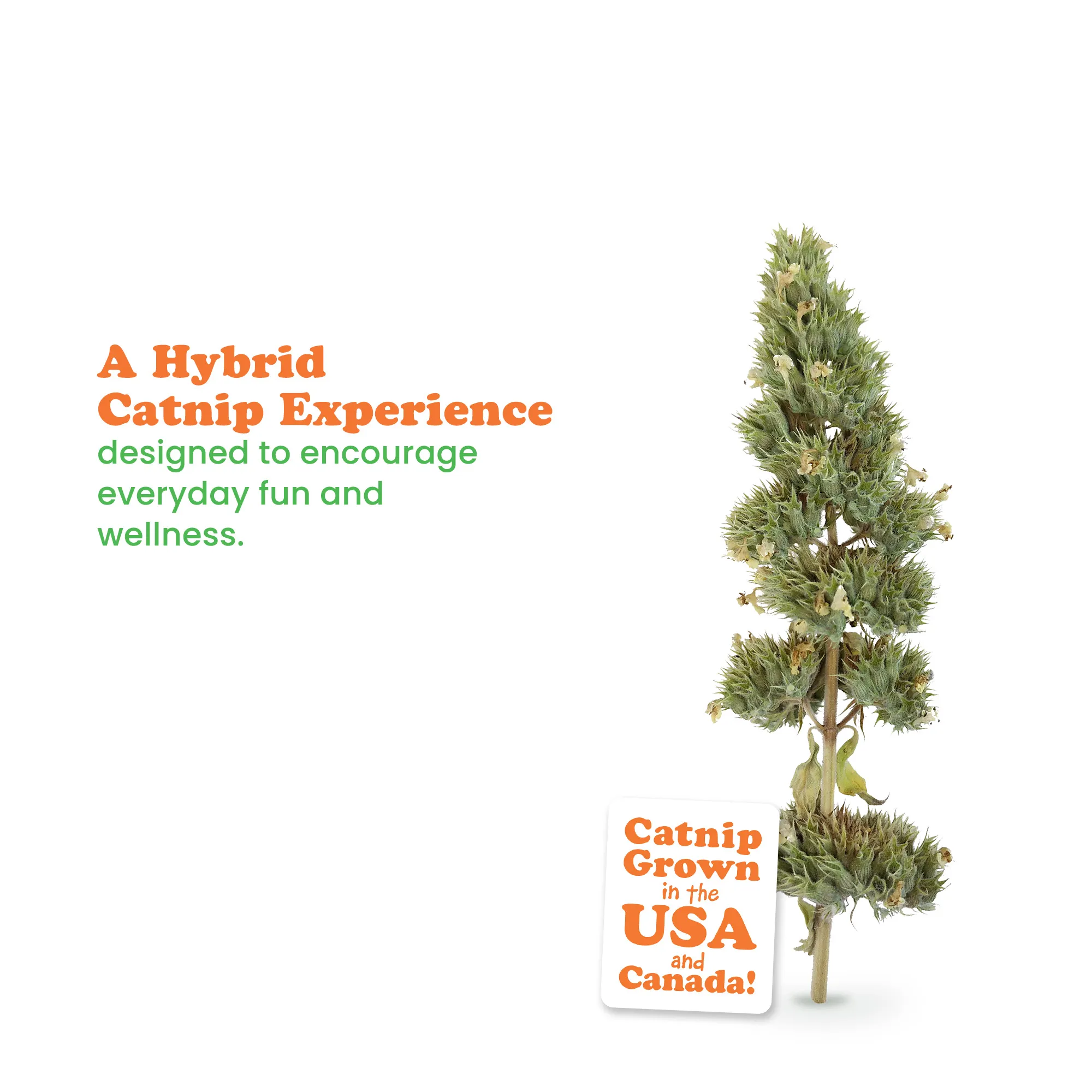 Jar Catnibas® Catnip Buds