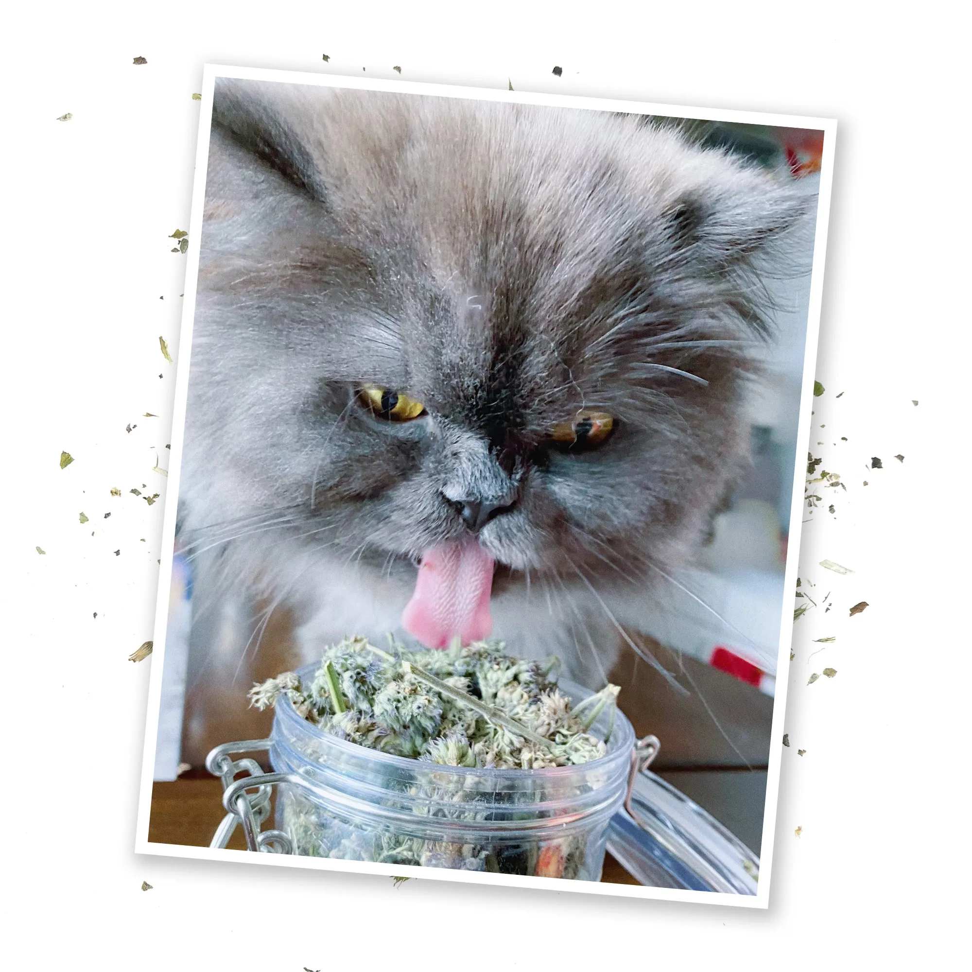 Jar Catnibas® Catnip Buds