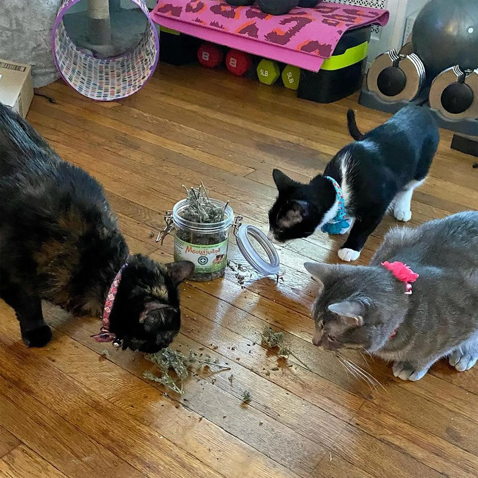 Jar Catnibas® Catnip Buds