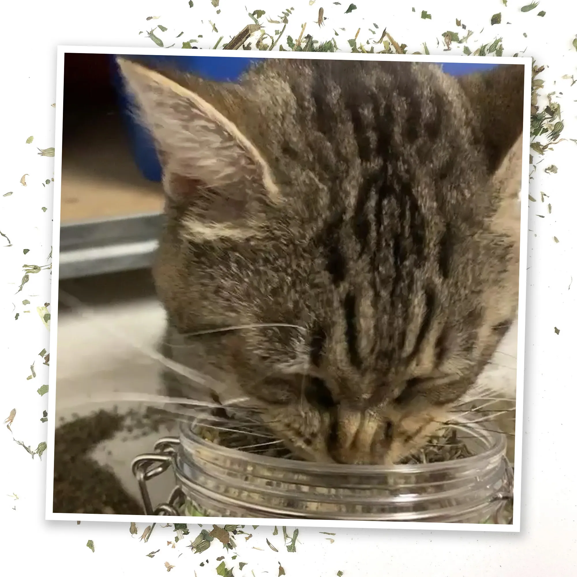 Jar of Catnibas® Catnip Lemongrass Pawty Mix