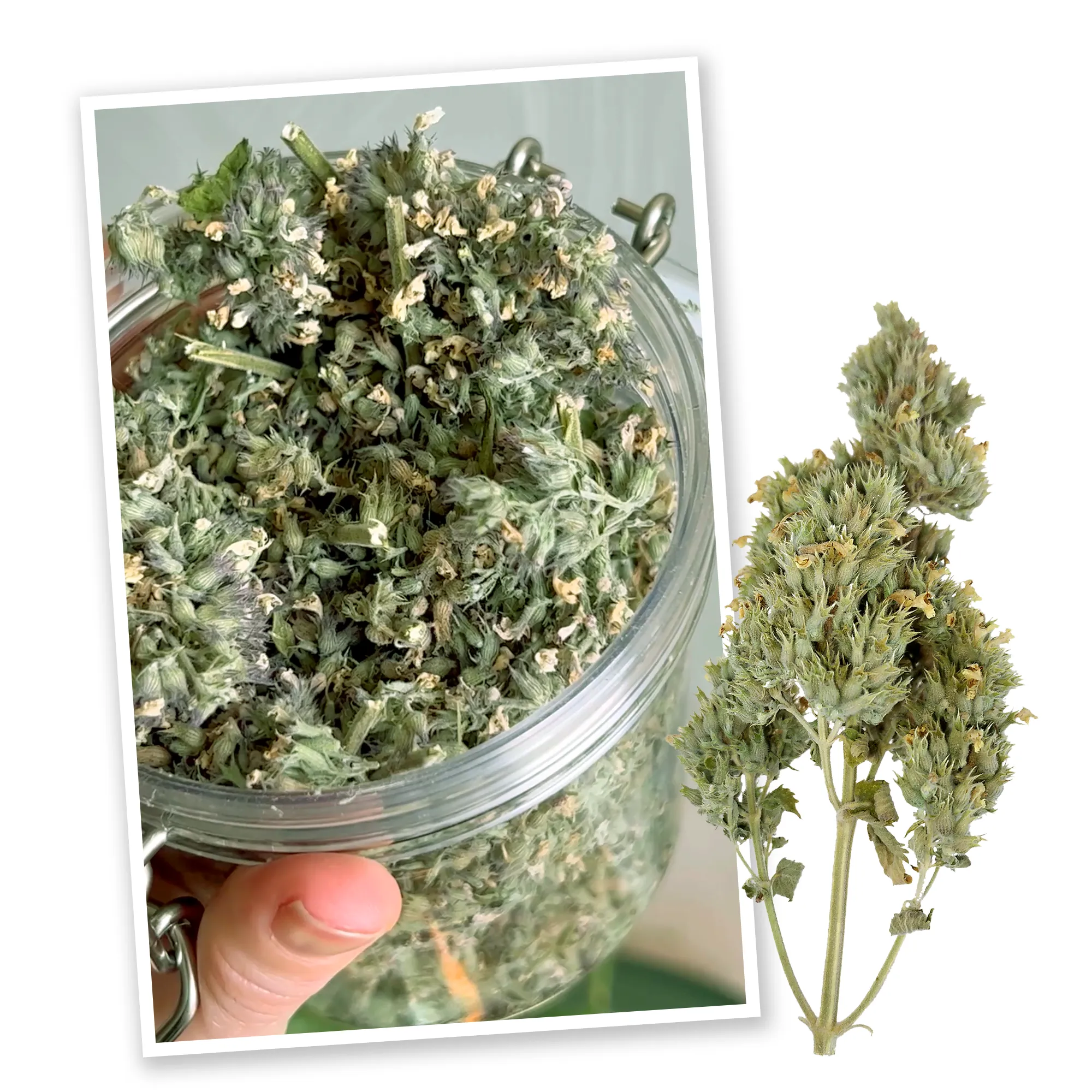 Jar Catnibas® Catnip Buds