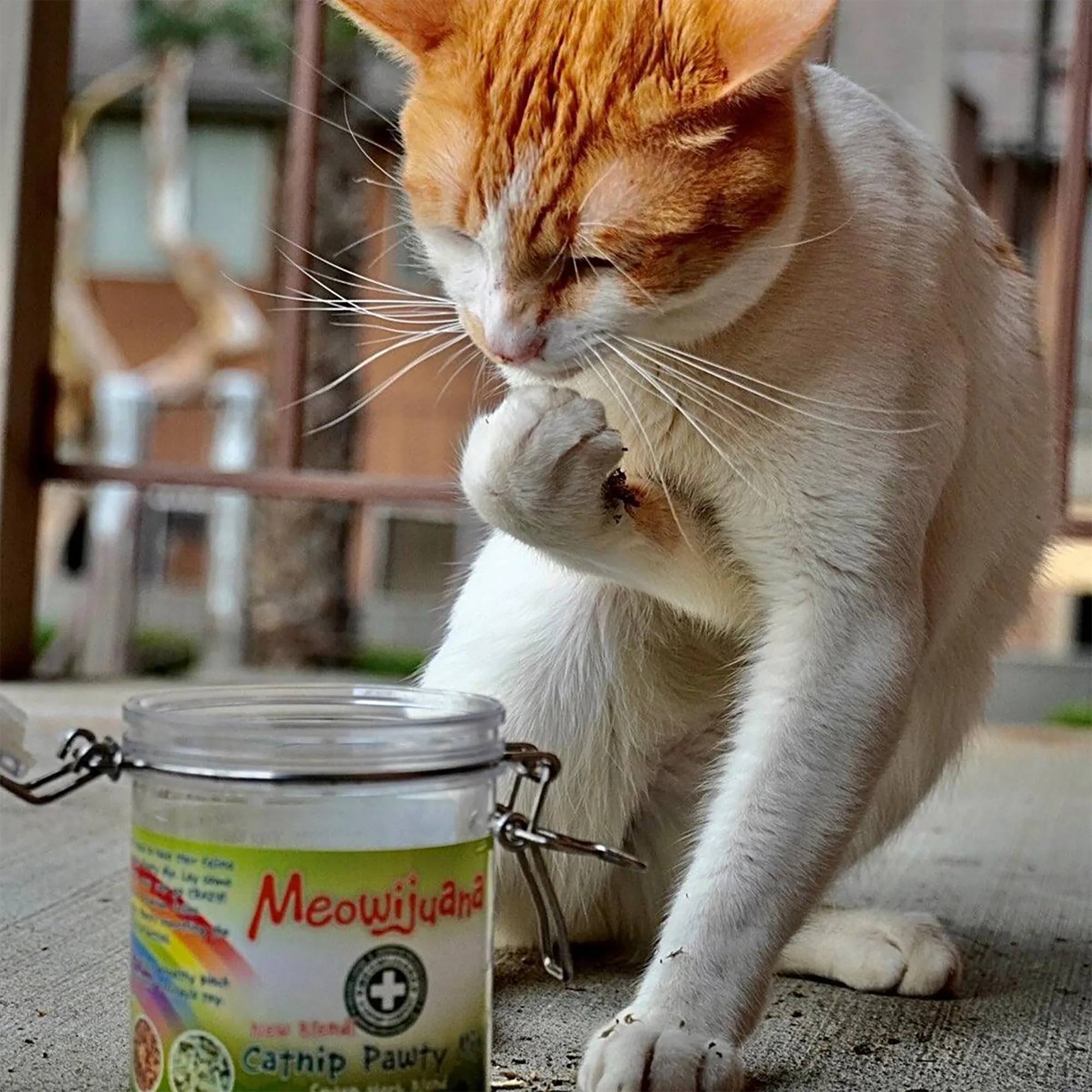 Jar of Catnibas® Catnip Pawty Mix
