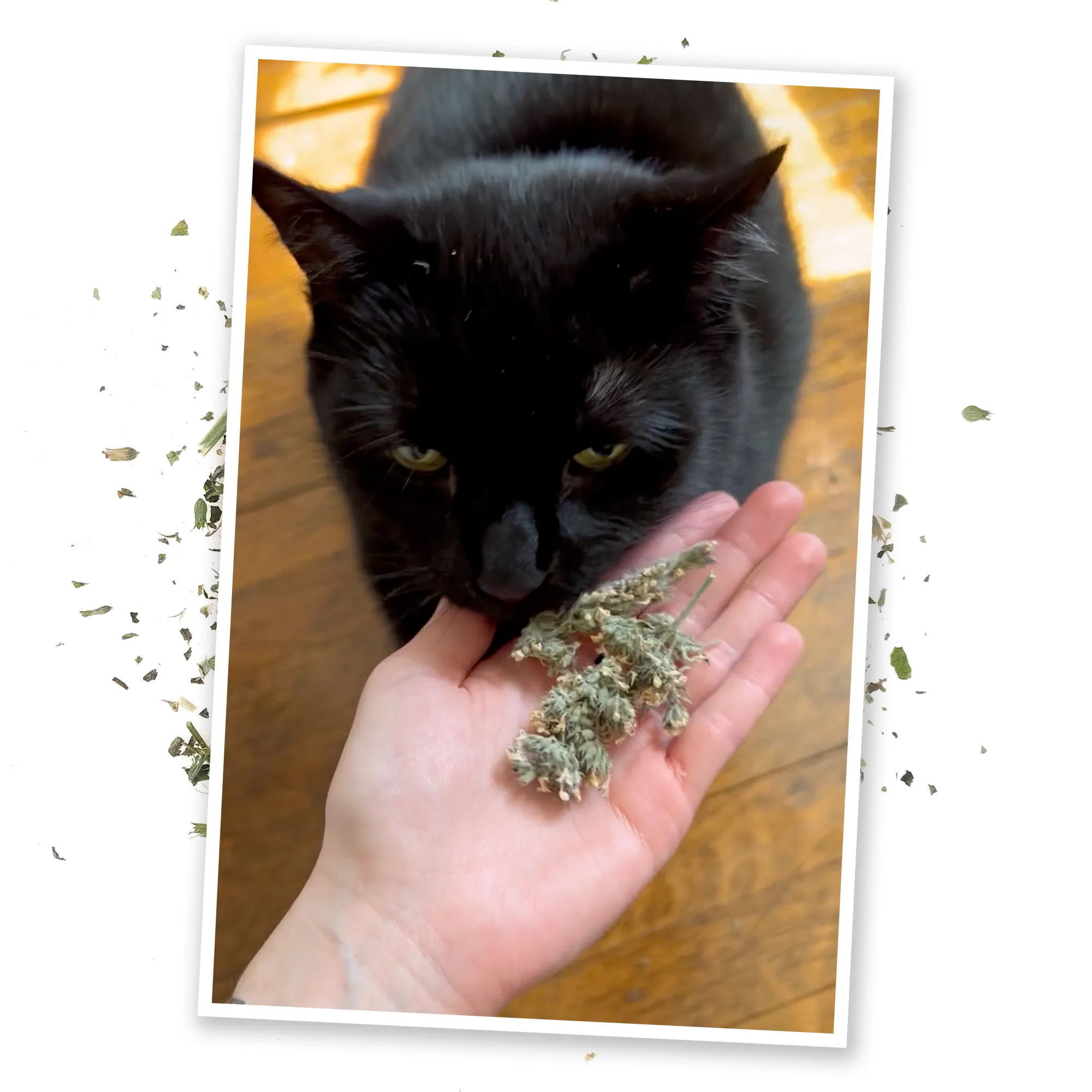 Jar Catnibas® Catnip Buds