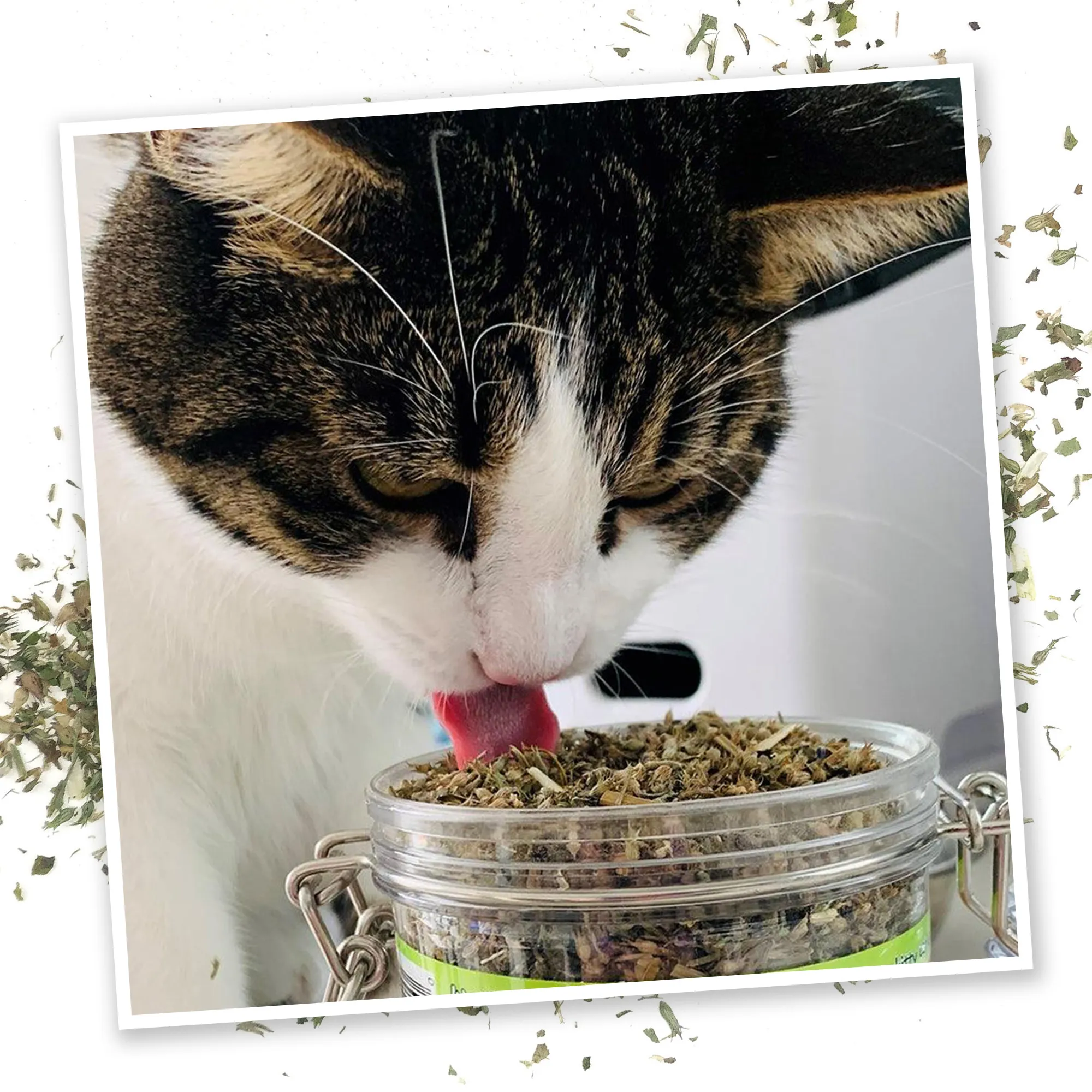 Jar of Catnibas® Catnip Pawty Mix