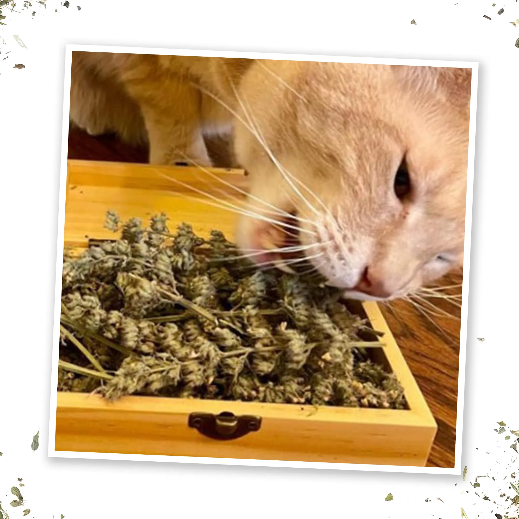 Grand Daddy Purr Catnip Buds
