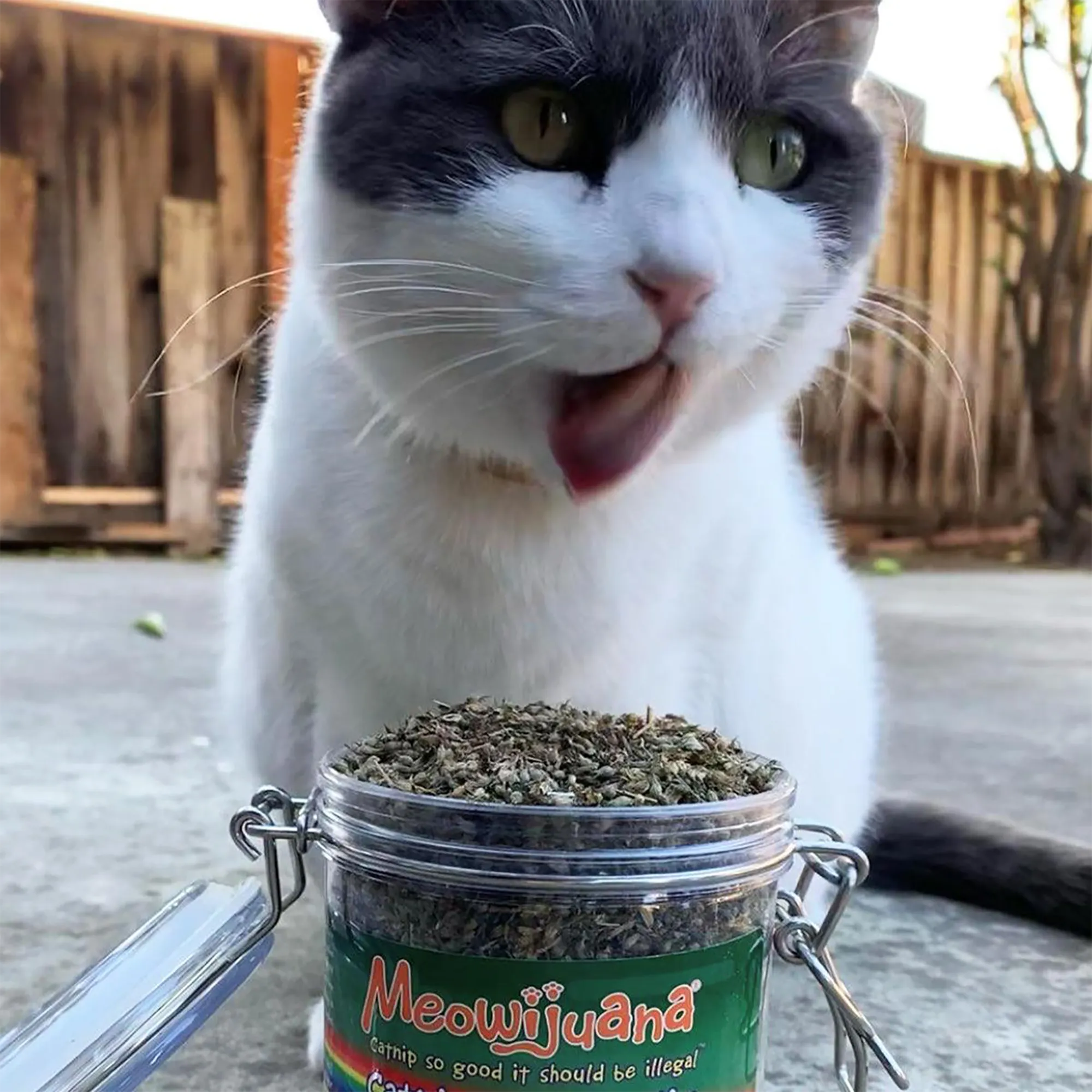 Jar of Catnibas® Catnip Pawty Mix