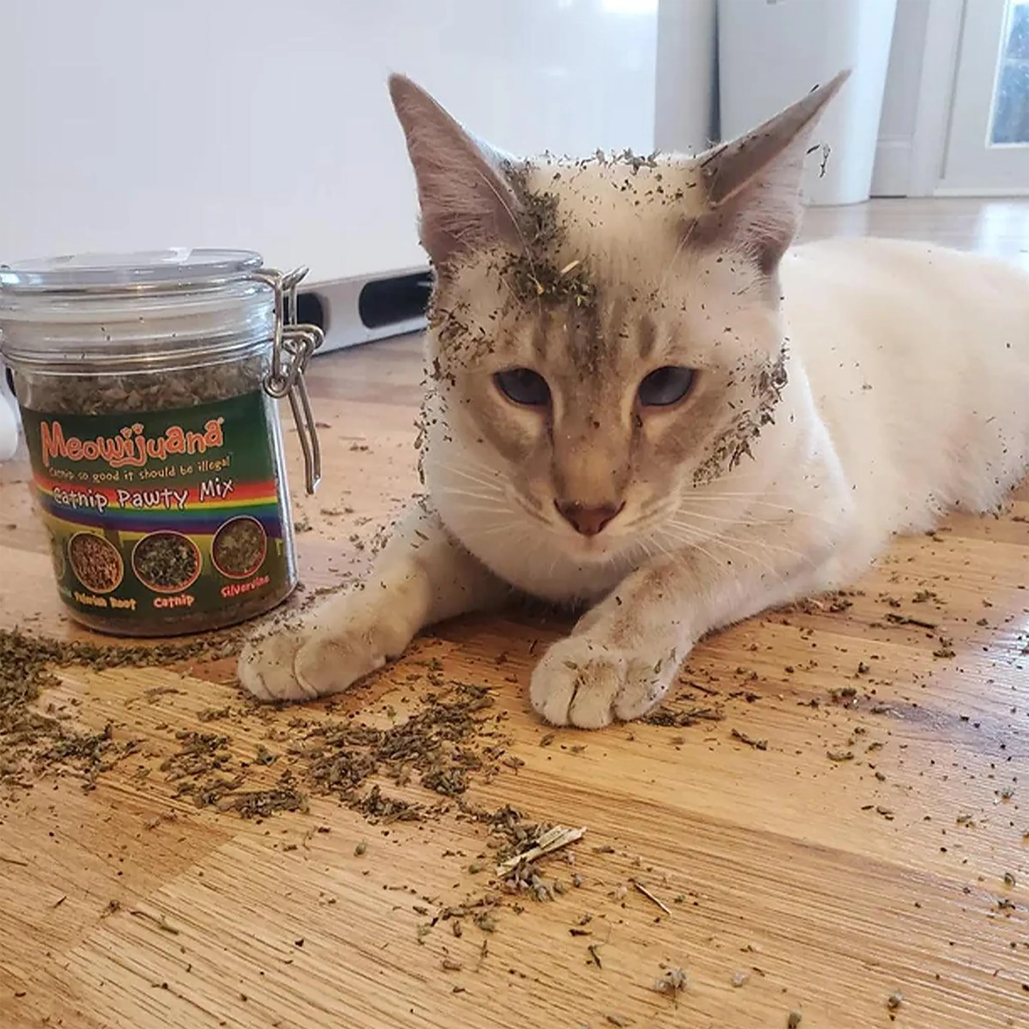 Jar of Catnibas® Catnip Pawty Mix