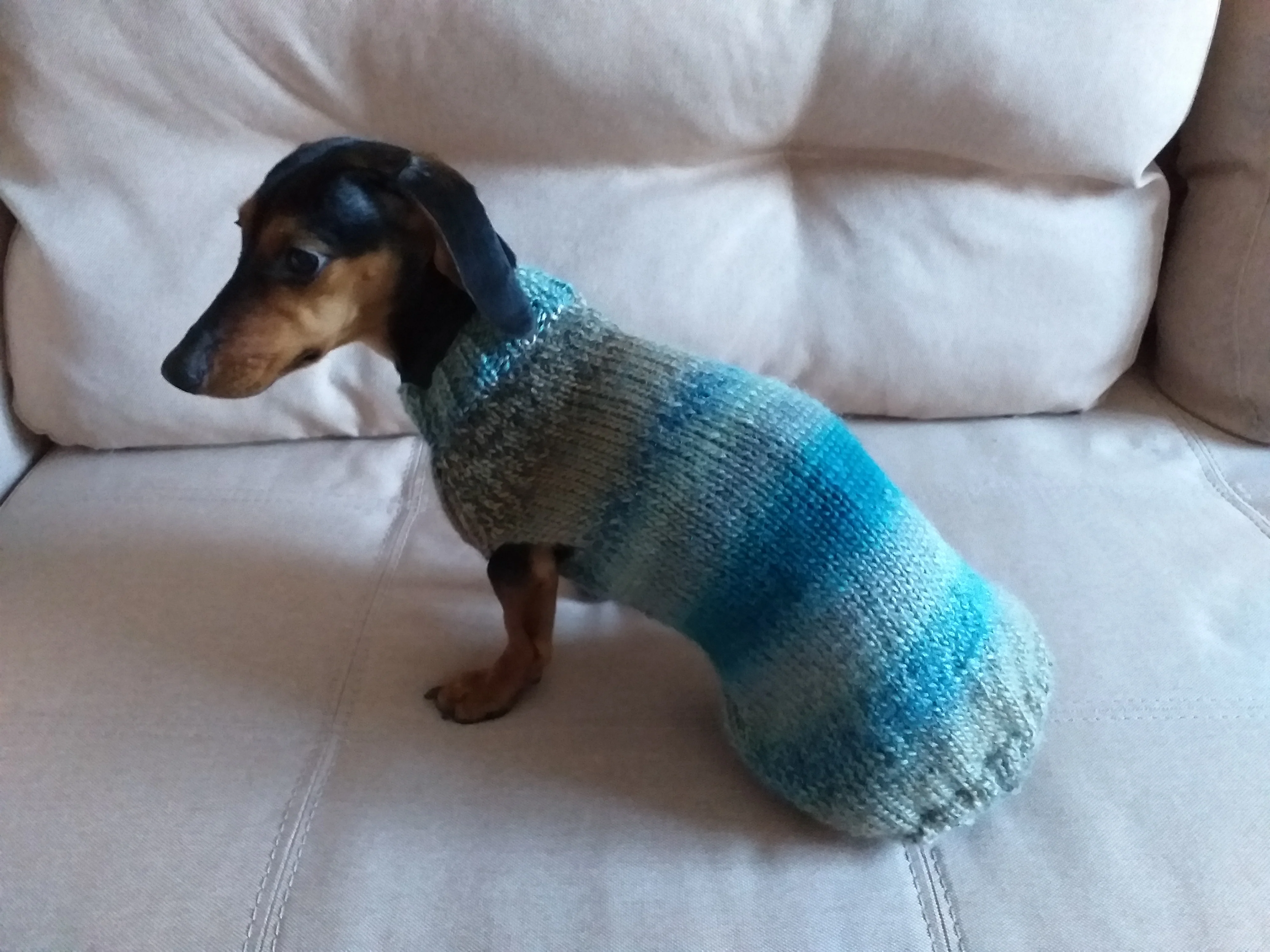 Warm coat for wiener dog, Miniature Dachshund Knitted Jumper, Dachshund clothes knitted sweater, wool sweater for dachshund or small dog