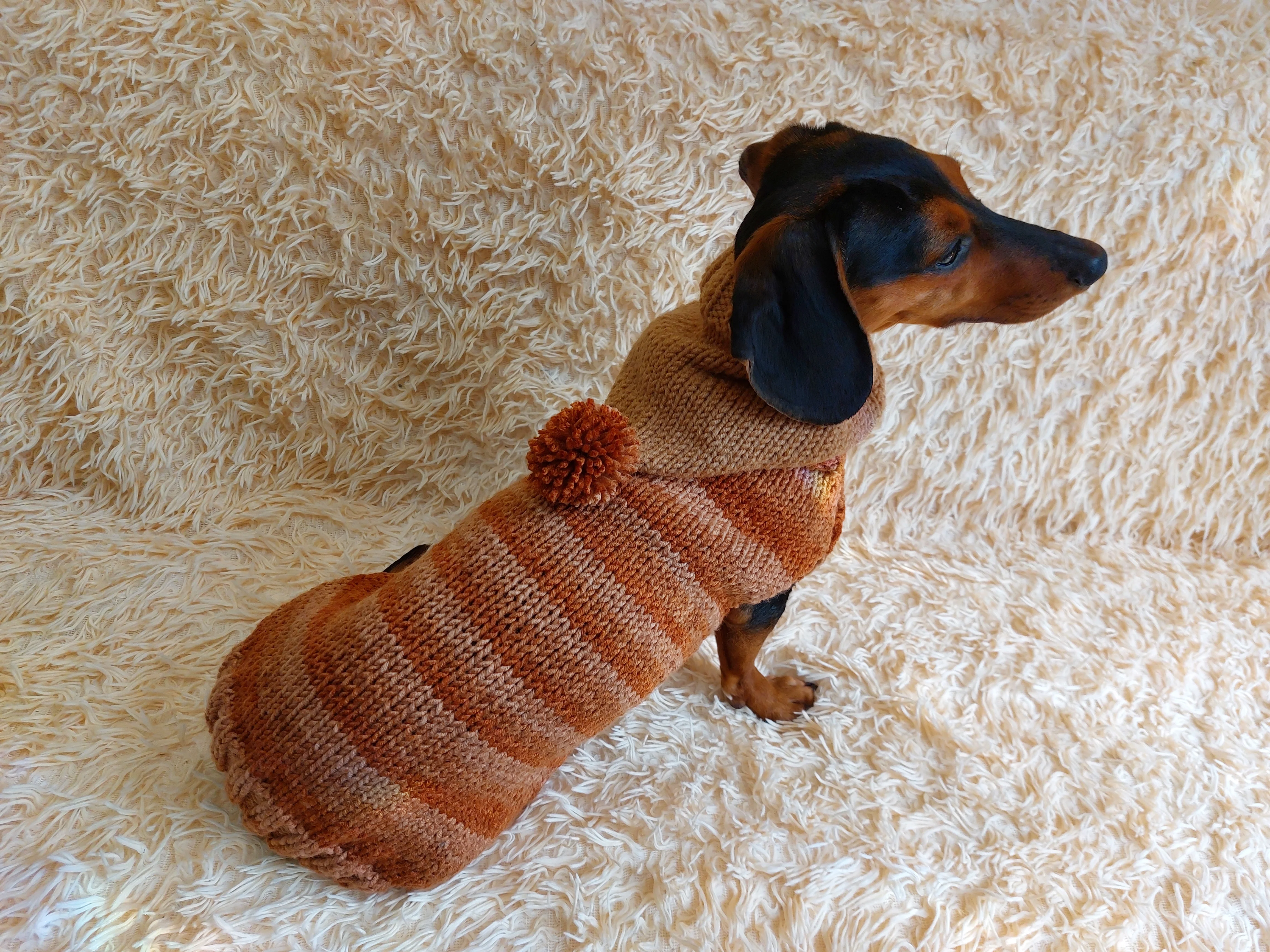 Warm Wool Stylish Clothes Pet Coat, Dog Hoodie, Dachshund Hooded Sweaters, Clothing for dachshund or small dog with sweater with hoodie