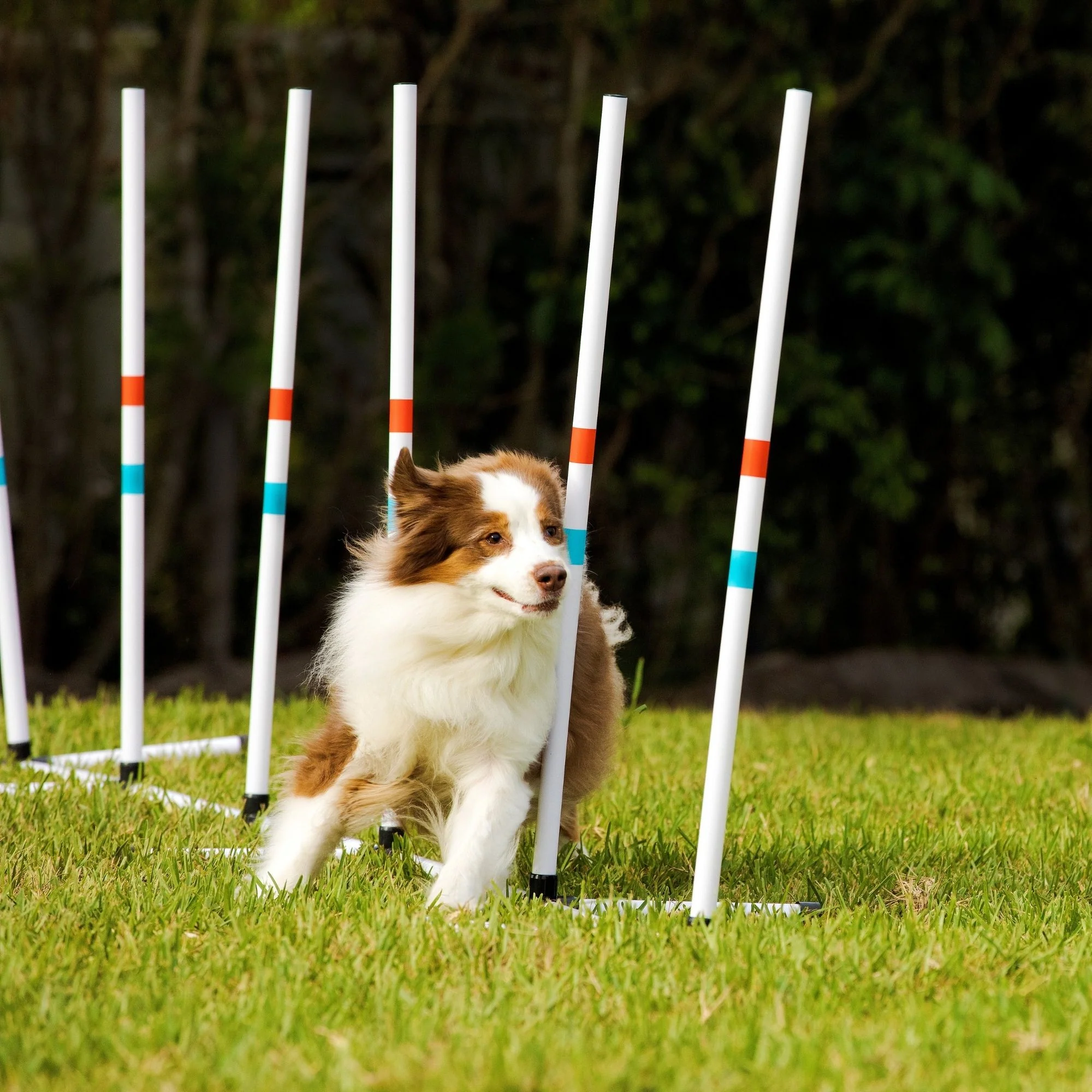 Midlee Dog Agility Weave Poles