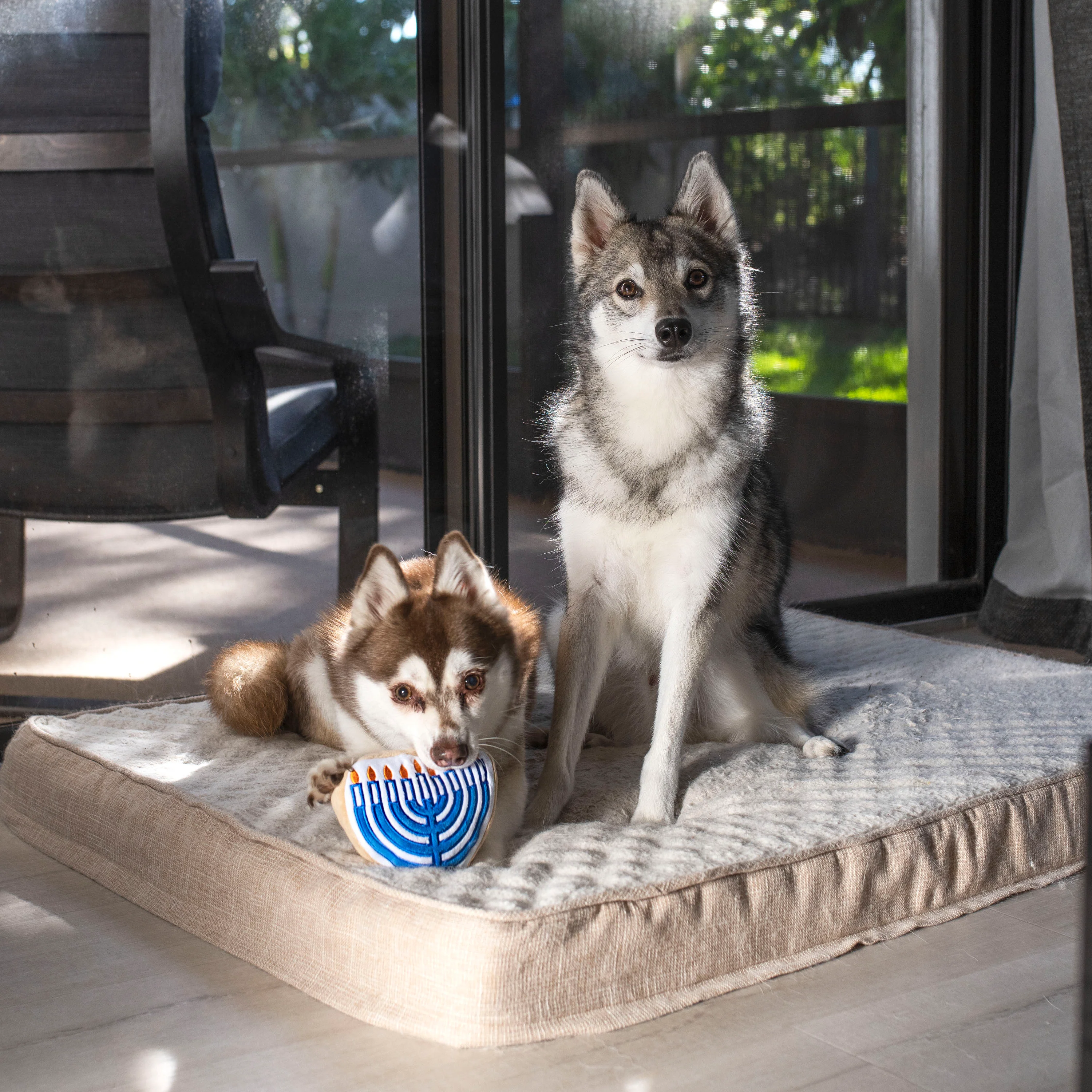 Midlee Menorah Sugar Cookie Dog Toy