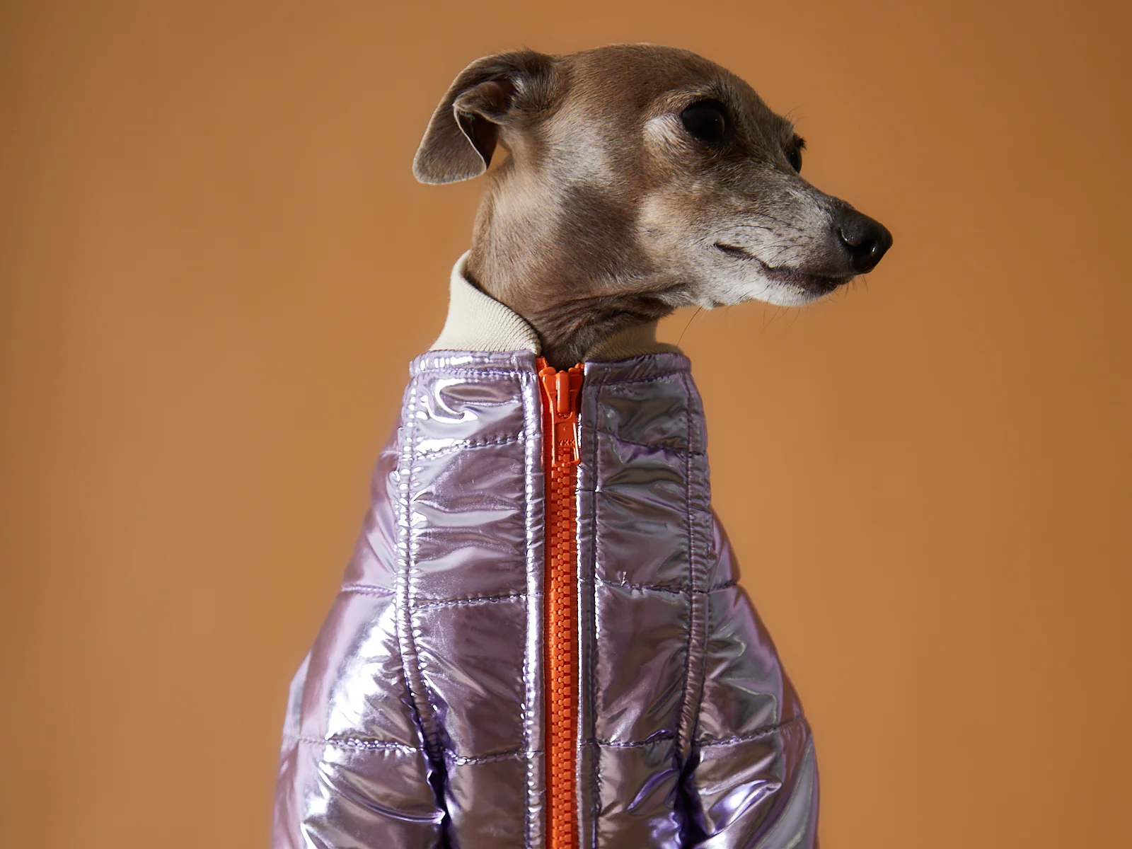 Italian Greyhound / Whippet Metallic Lilac Bomber Jacket with Zipper OPERA