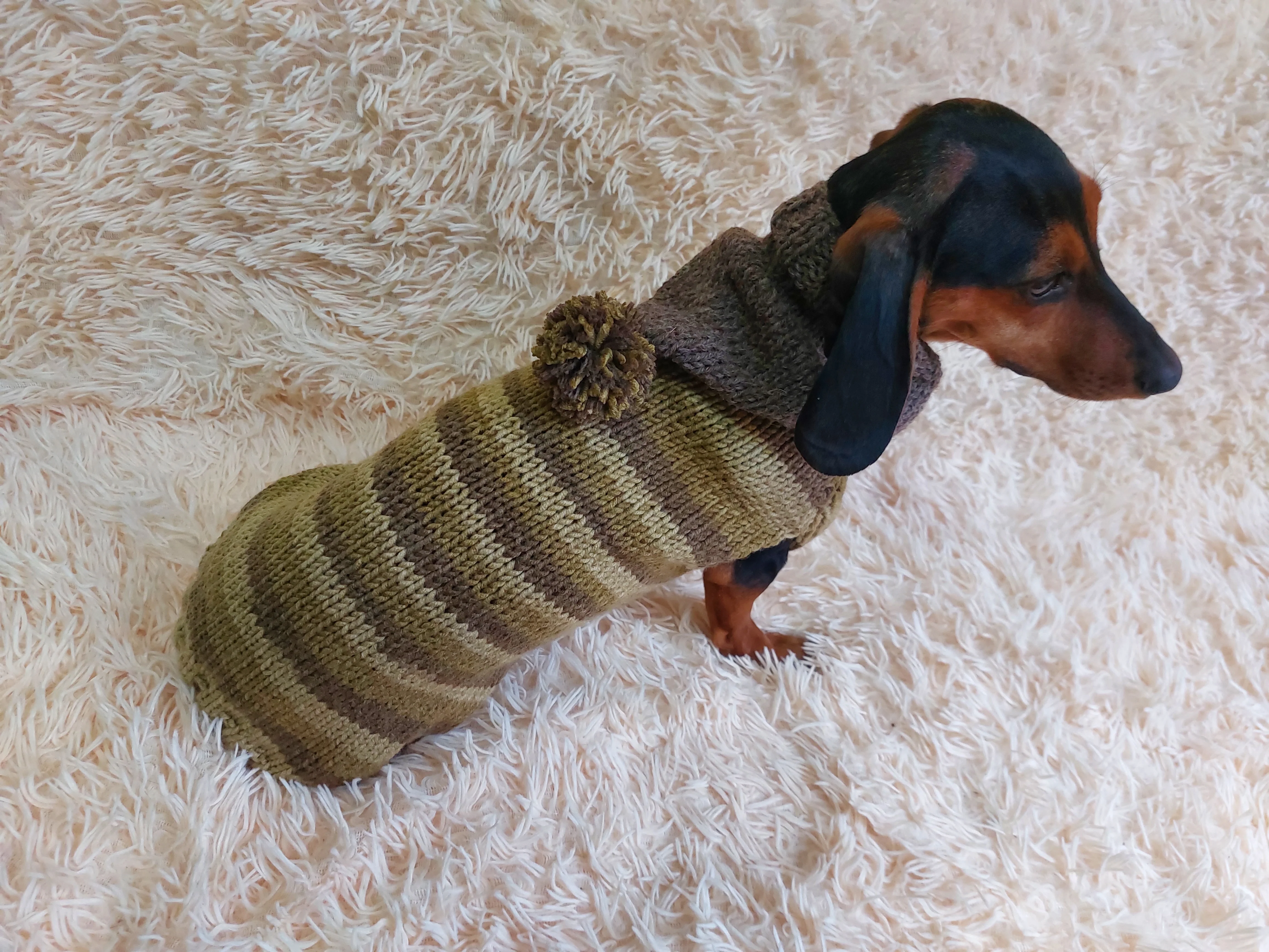 Warm Wool Stylish Clothes Pet Coat, Dog Hoodie, Dachshund Hooded Sweaters, Clothing for dachshund or small dog with sweater with hoodie