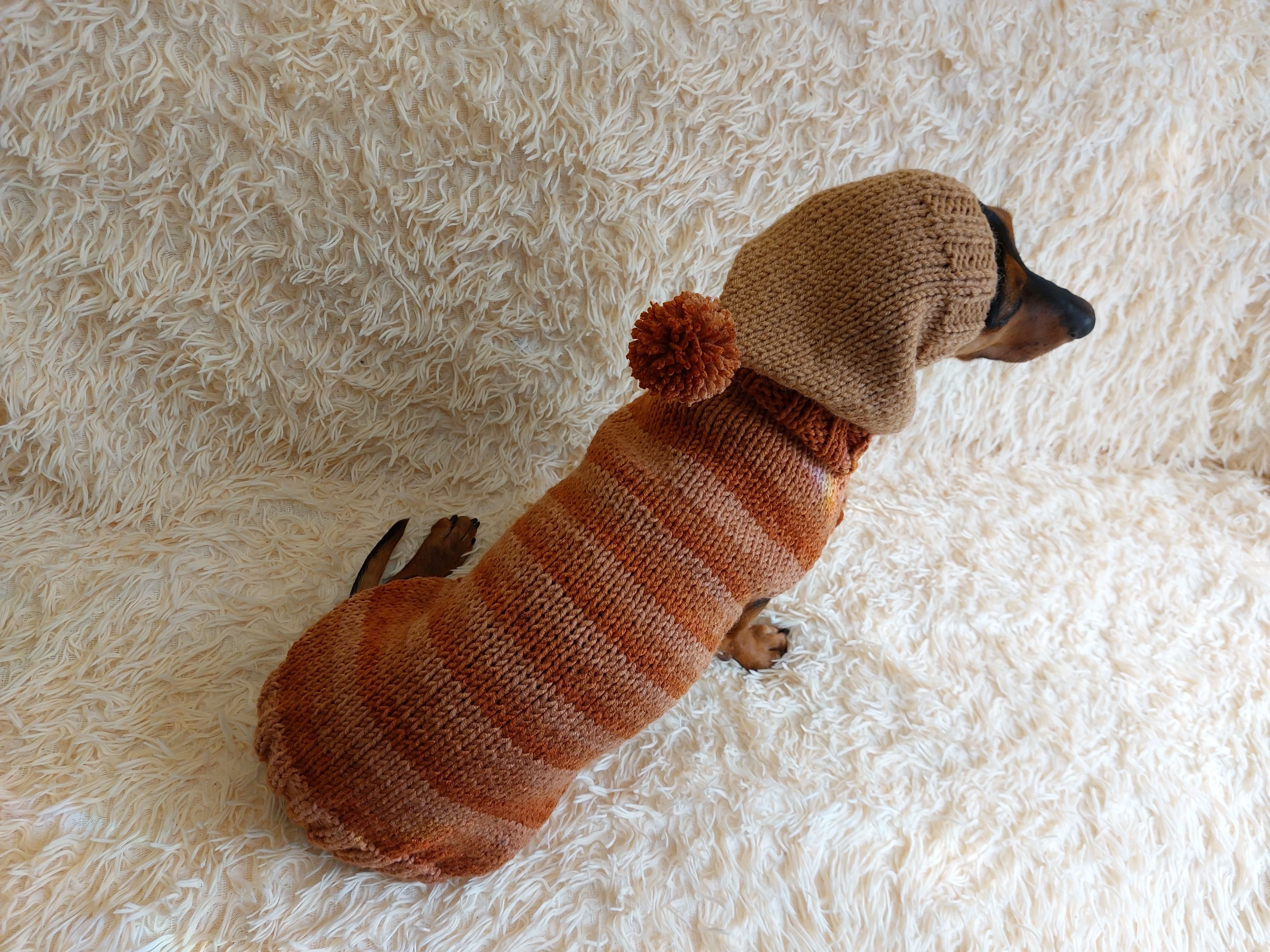 Warm Wool Stylish Clothes Pet Coat, Dog Hoodie, Dachshund Hooded Sweaters, Clothing for dachshund or small dog with sweater with hoodie