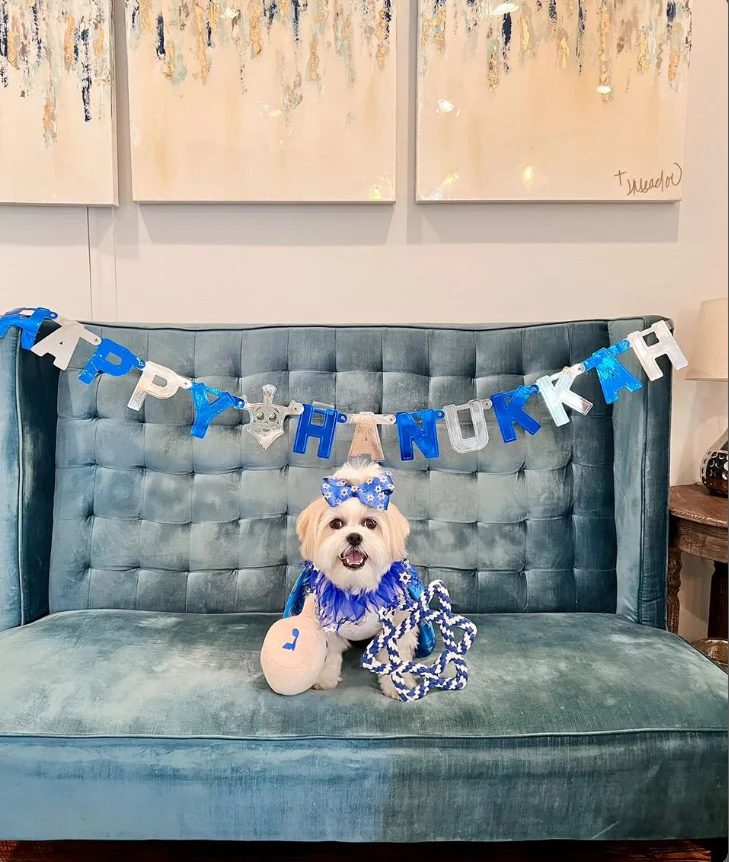 Midlee Star of David 6.5 Rope Dog Toy