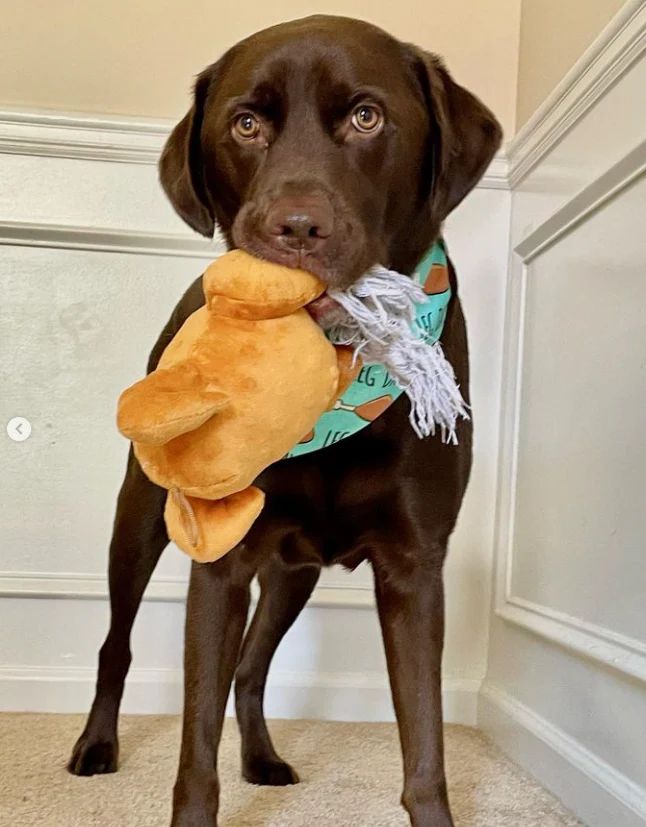 Midlee Roasted Thanksgiving Turkey Plush Dog Toy