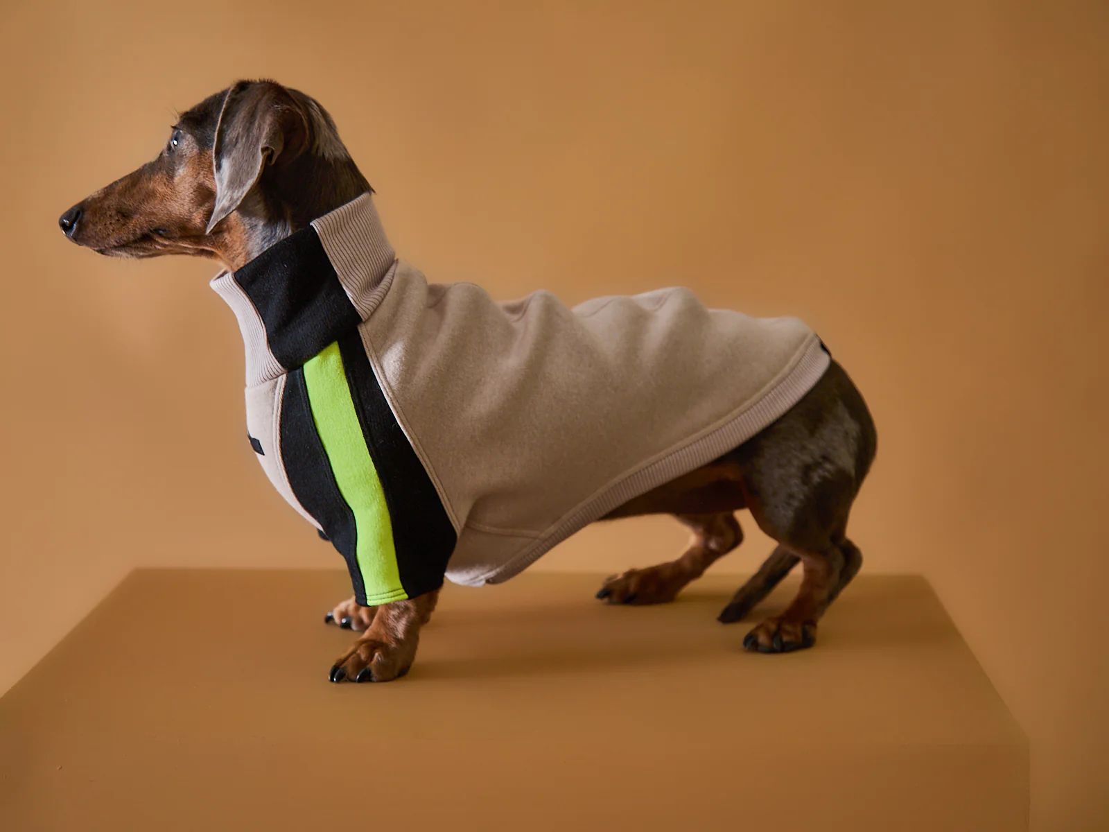 Dachshund Turtleneck Sweater BELLE