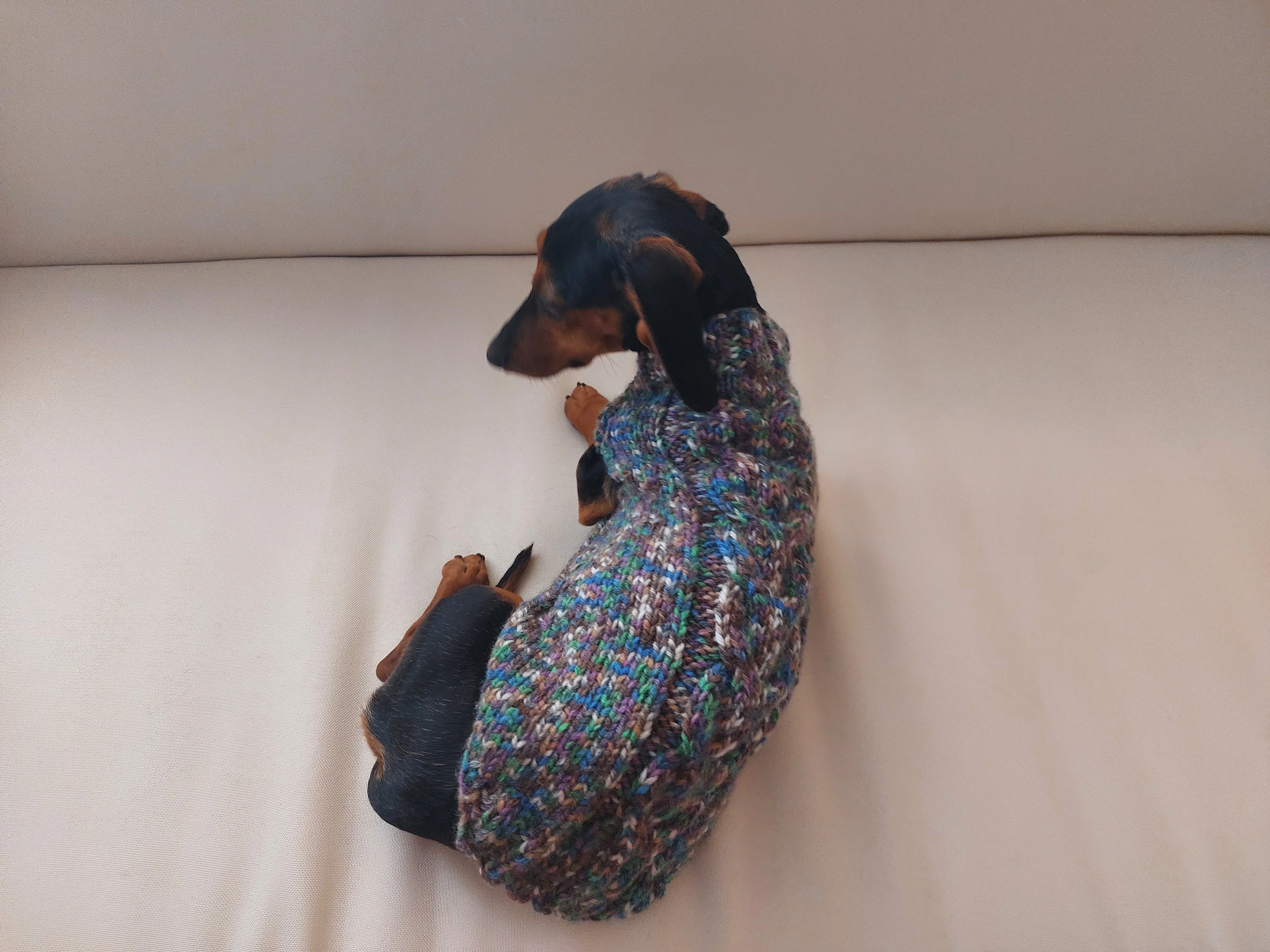 Wool dog jumper,dachshund cloches wool sweater