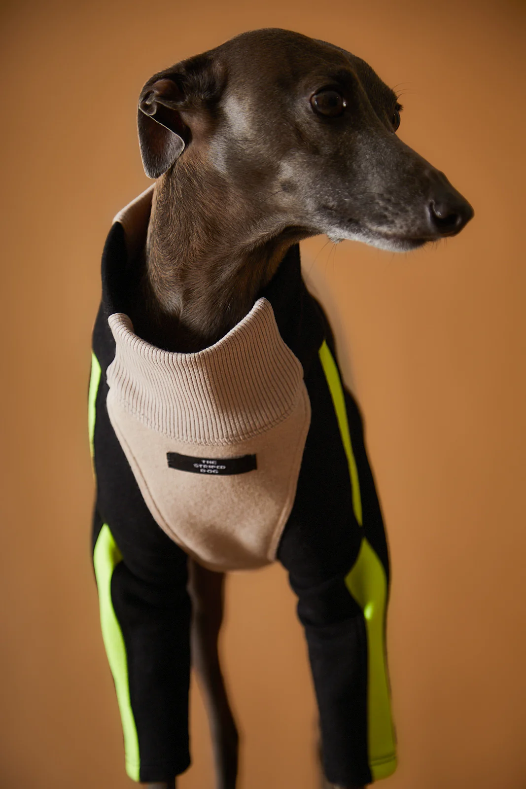 Italian Greyhound / Whippet Turtleneck Sweater BELLE