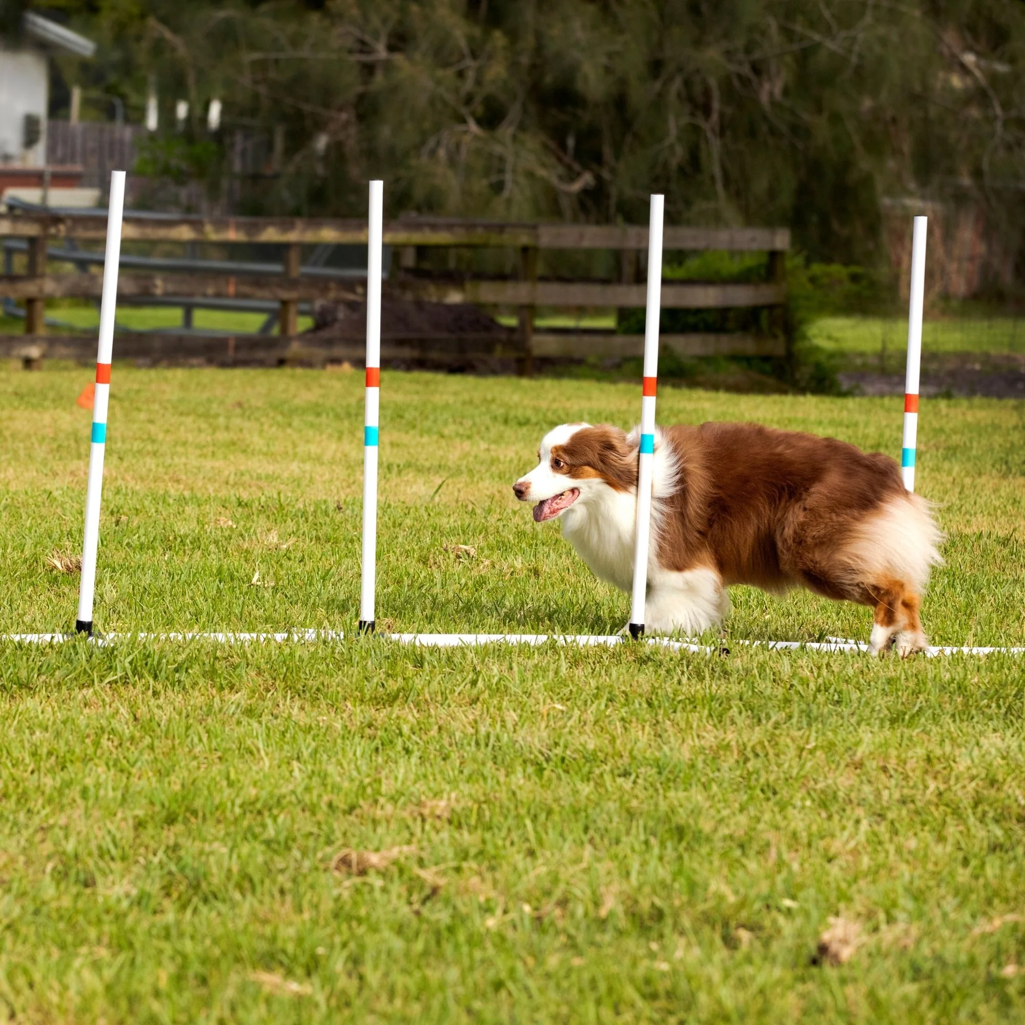 Midlee Dog Agility Weave Poles