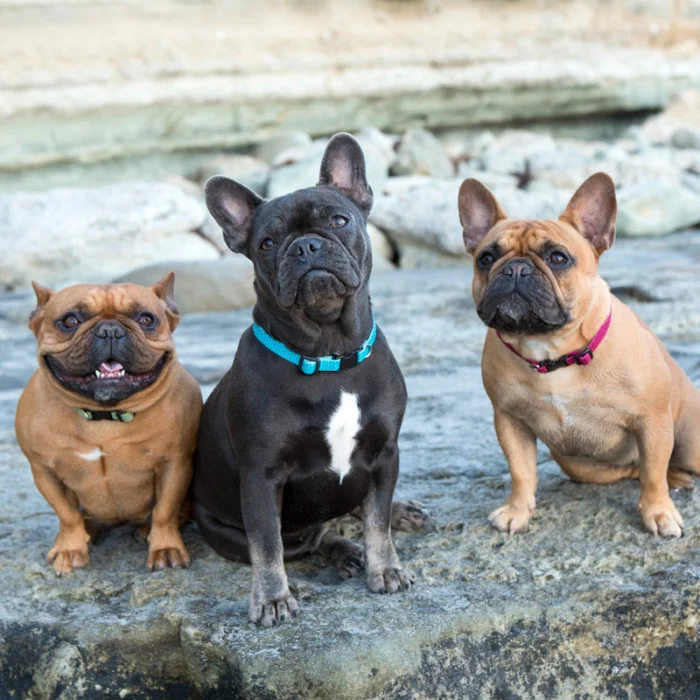 ECO by Lupine 3/4” Collars