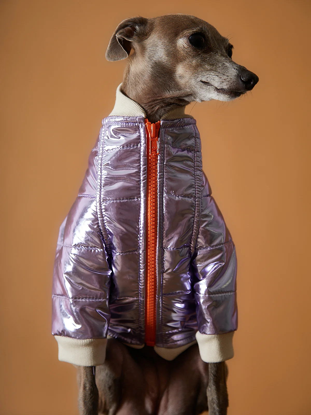 Italian Greyhound / Whippet Metallic Lilac Bomber Jacket with Zipper OPERA