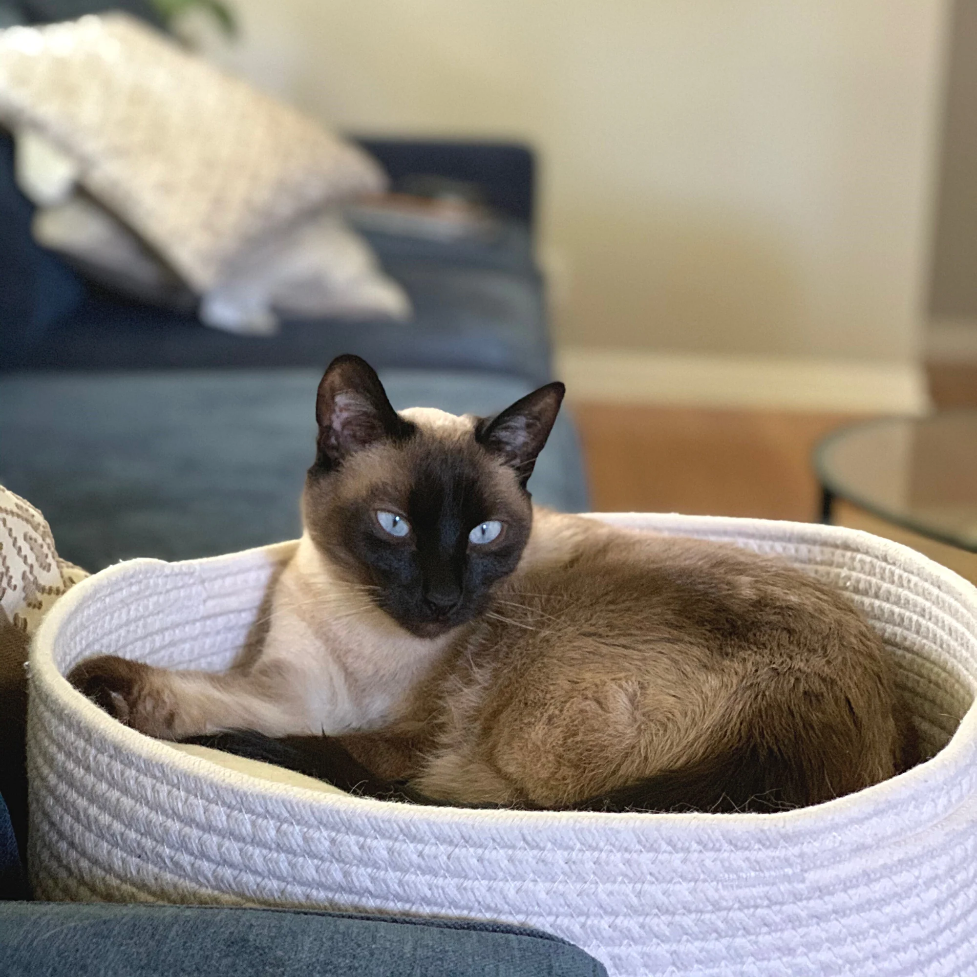 Midlee Round Rope Cat or Small Dog Bed with Pillow Insert