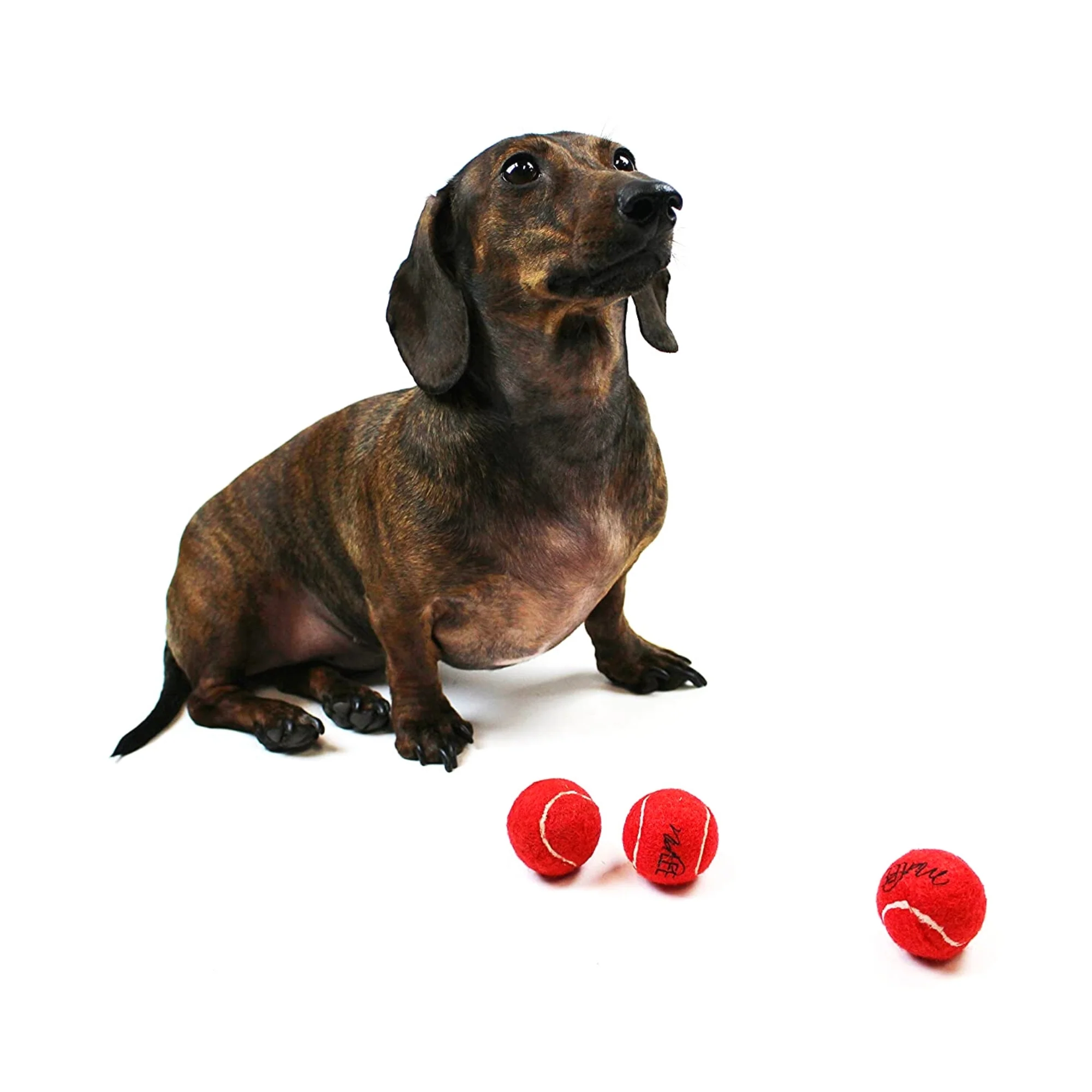 Midlee MINI Dog Tennis Balls, Red, 1.5 12-Pack- Fetch Ball Laucher Pet Small Tennis Balls