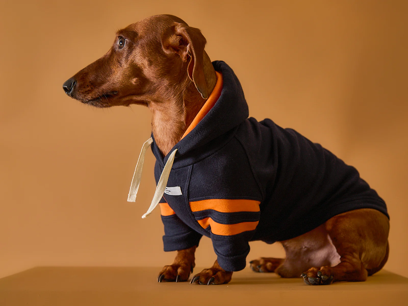 Dachshund Dark Blue Hoodie BRIE