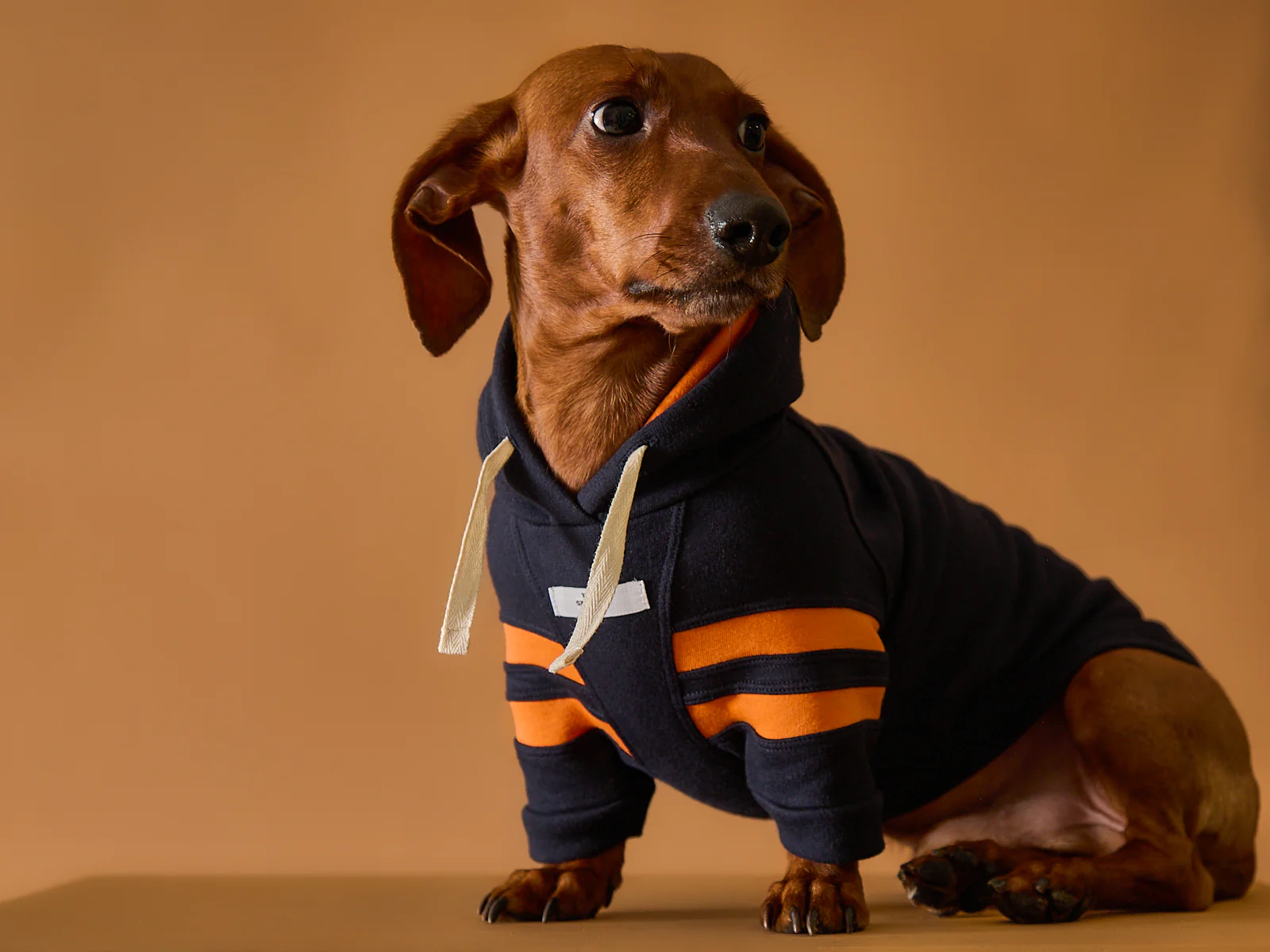 Dachshund Dark Blue Hoodie BRIE