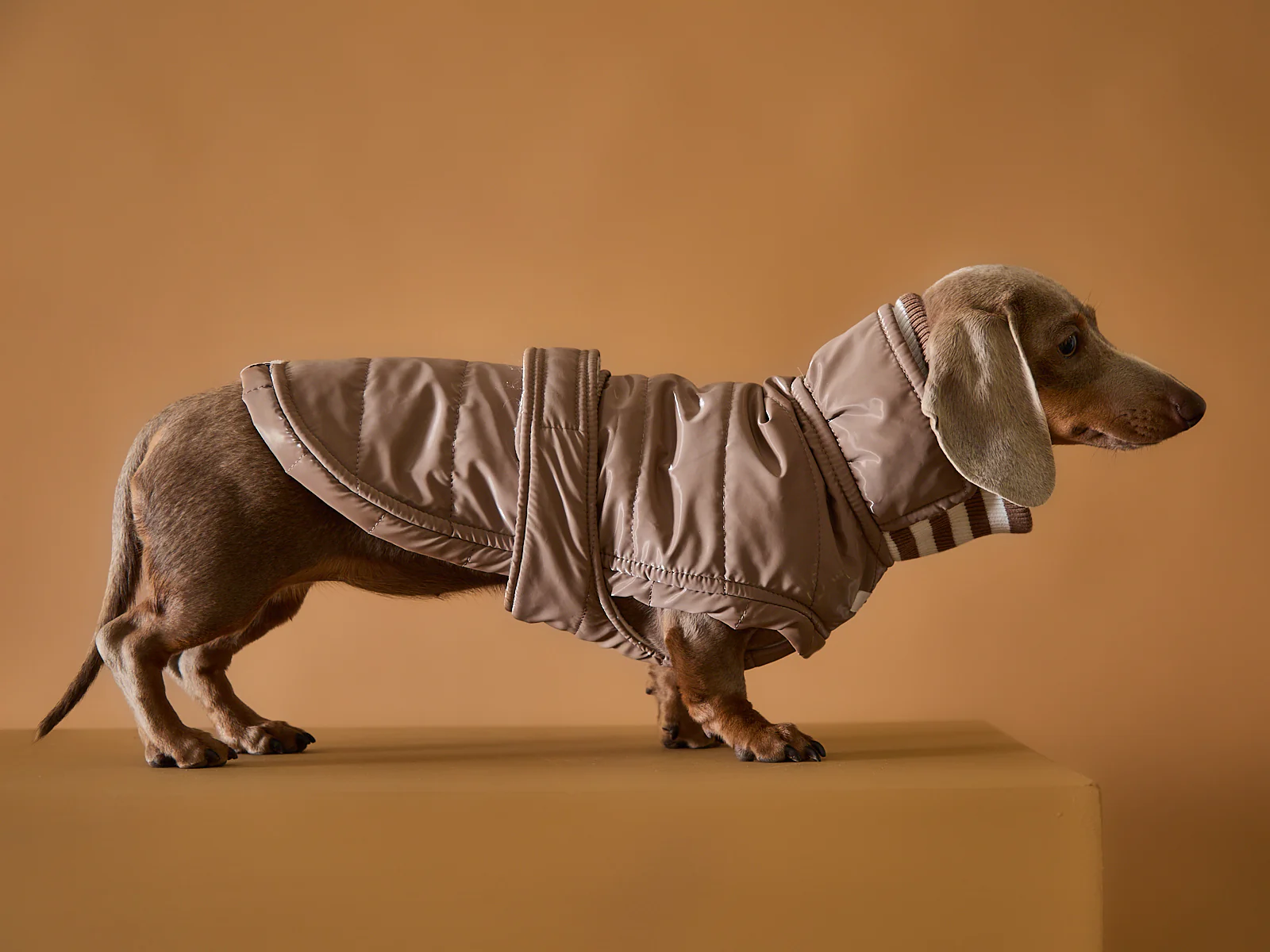 Dachshund Taupe Waterproof Turtleneck Jacket RUE