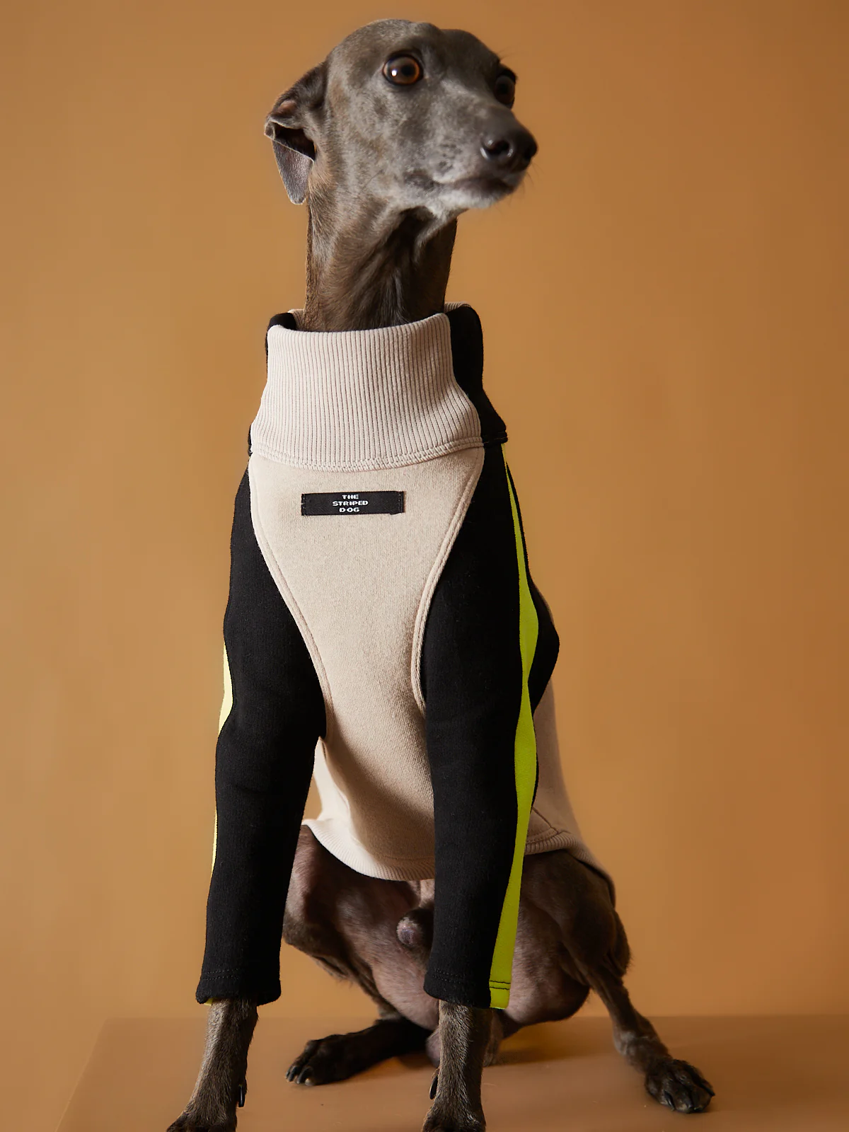 Italian Greyhound / Whippet Turtleneck Sweater BELLE