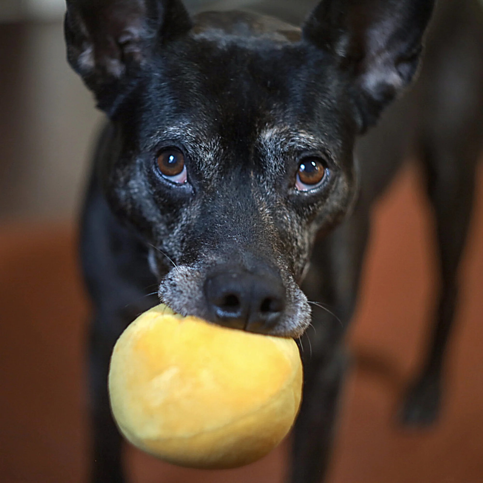 Midlee Squeaky and Crinkley Plush Dog Balls (Refill for Midlee Hide a Ball)