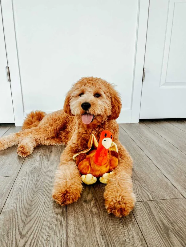 Midlee Thanksgiving Turkey Dog Toy- Large Stuffed Squeaky Pet Toy