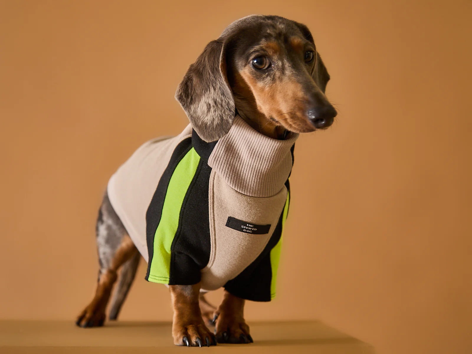 Dachshund Turtleneck Sweater BELLE