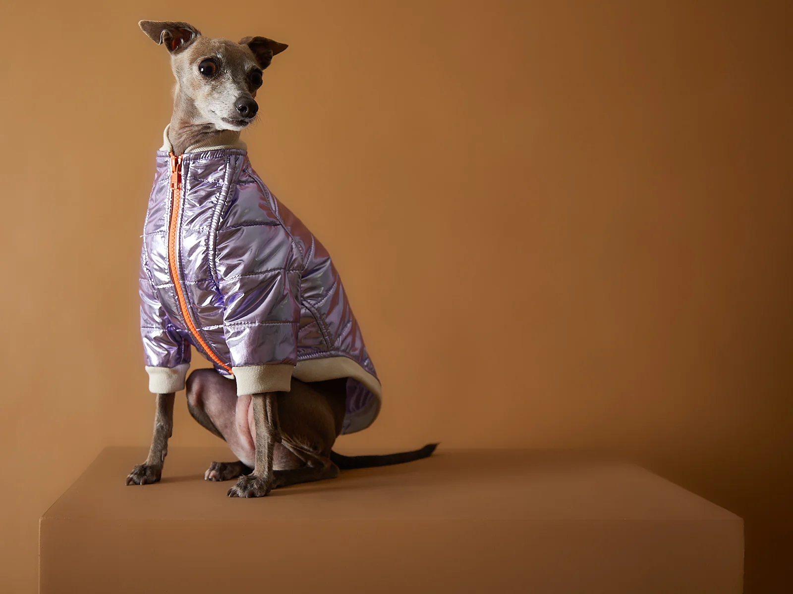 Italian Greyhound / Whippet Metallic Lilac Bomber Jacket with Zipper OPERA