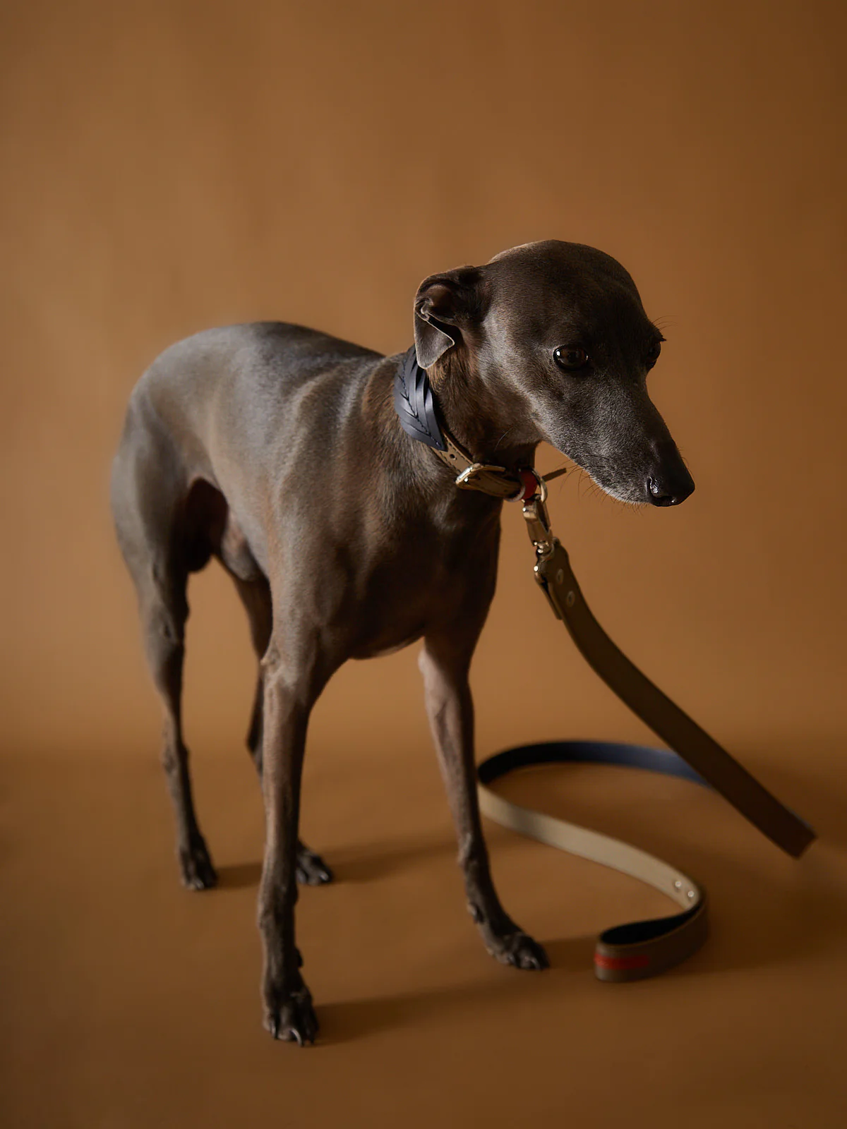 Leather Leash SOLEIL