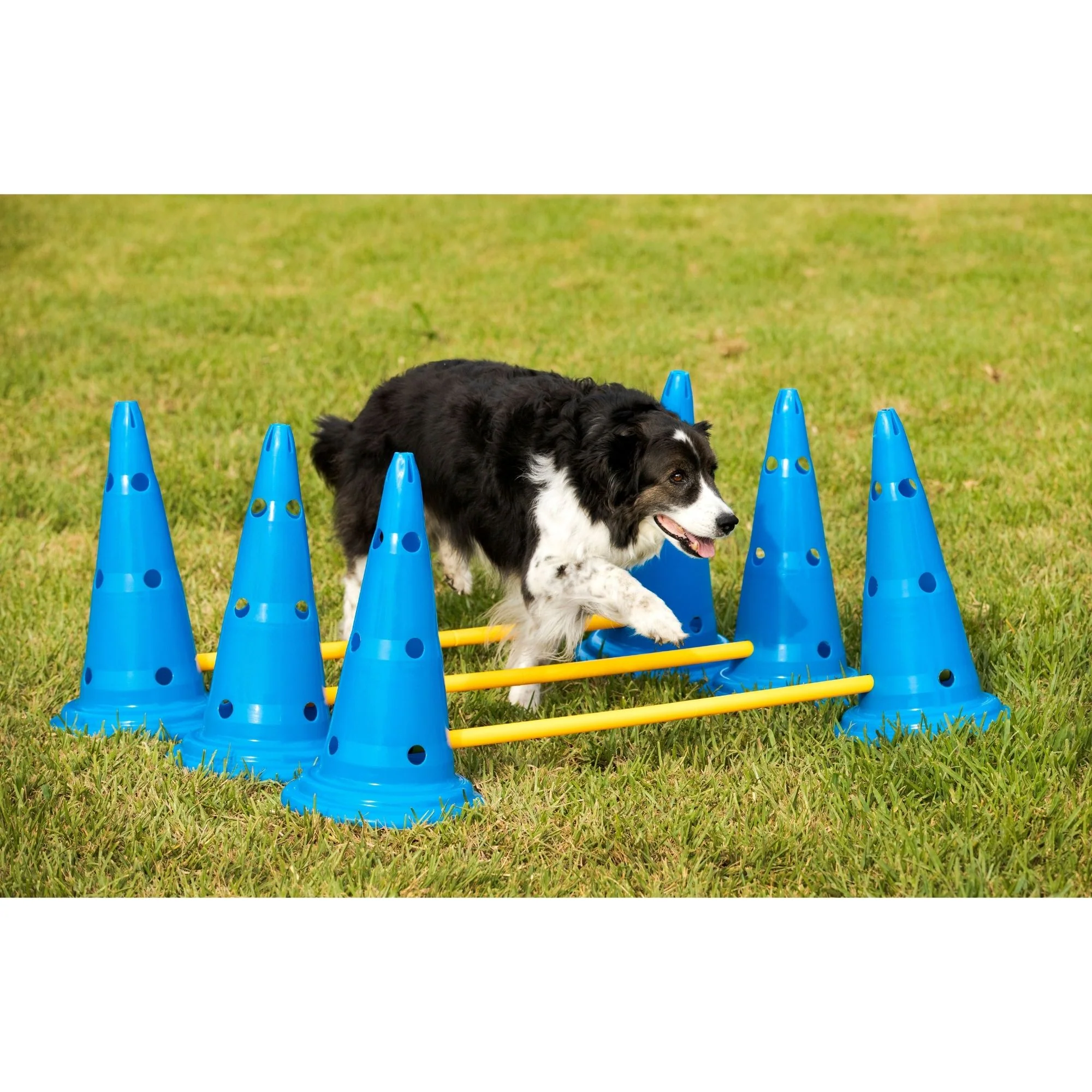 Midlee Dog Cone & Pole Agility Set- Adjustable Big to Small Dogs- Set of 3