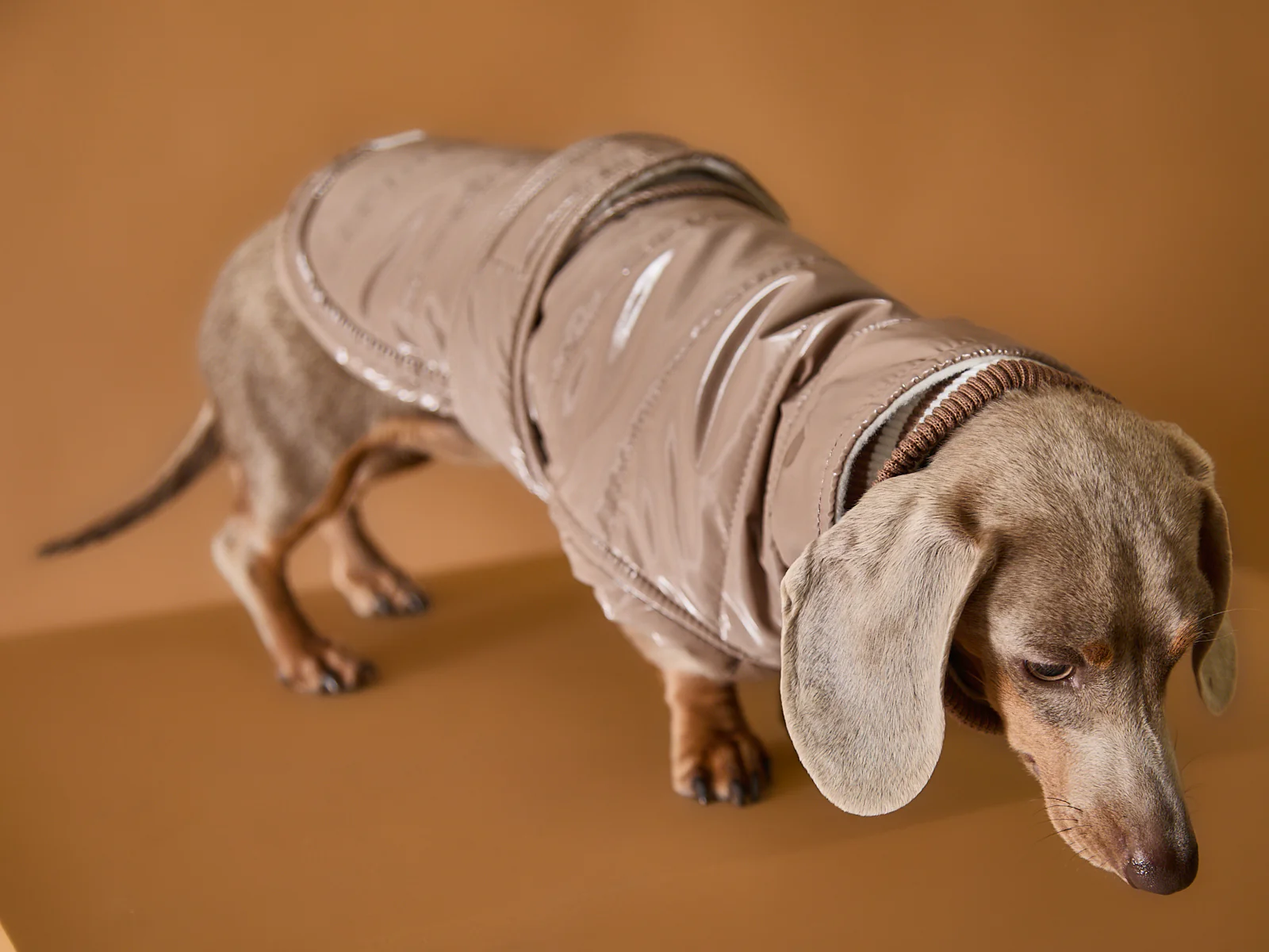 Dachshund Taupe Waterproof Turtleneck Jacket RUE