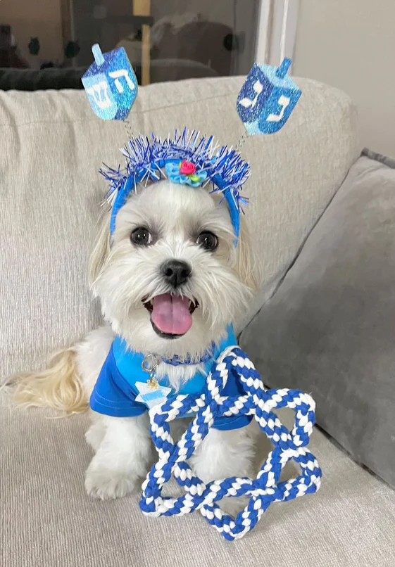 Midlee Star of David 6.5 Rope Dog Toy