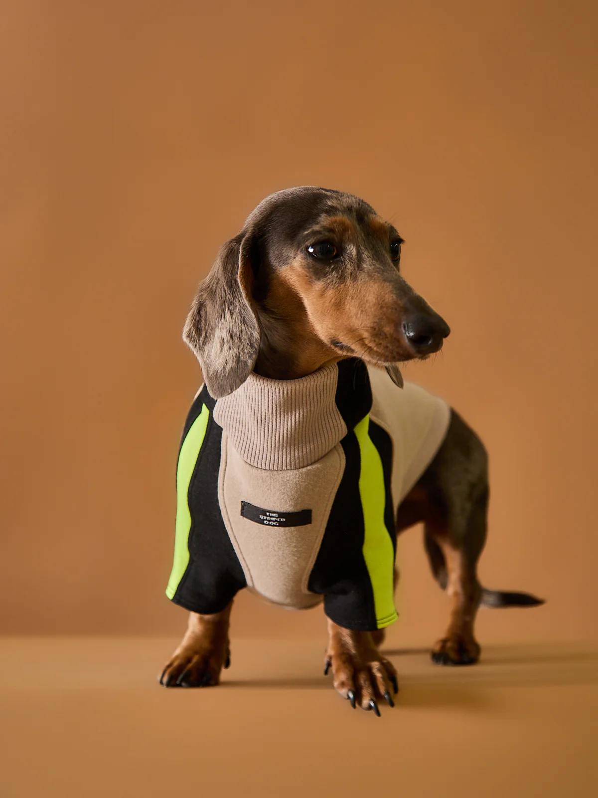 Dachshund Turtleneck Sweater BELLE