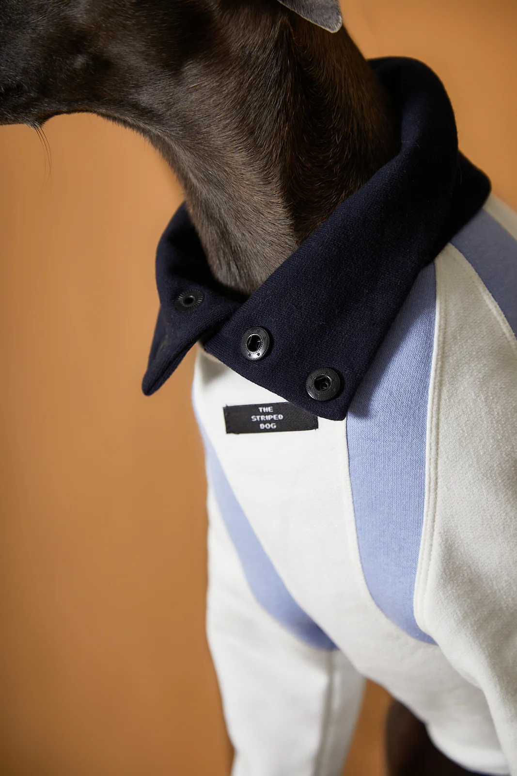 Italian Greyhound / Whippet Tricolor Turtleneck Sweater EMILY