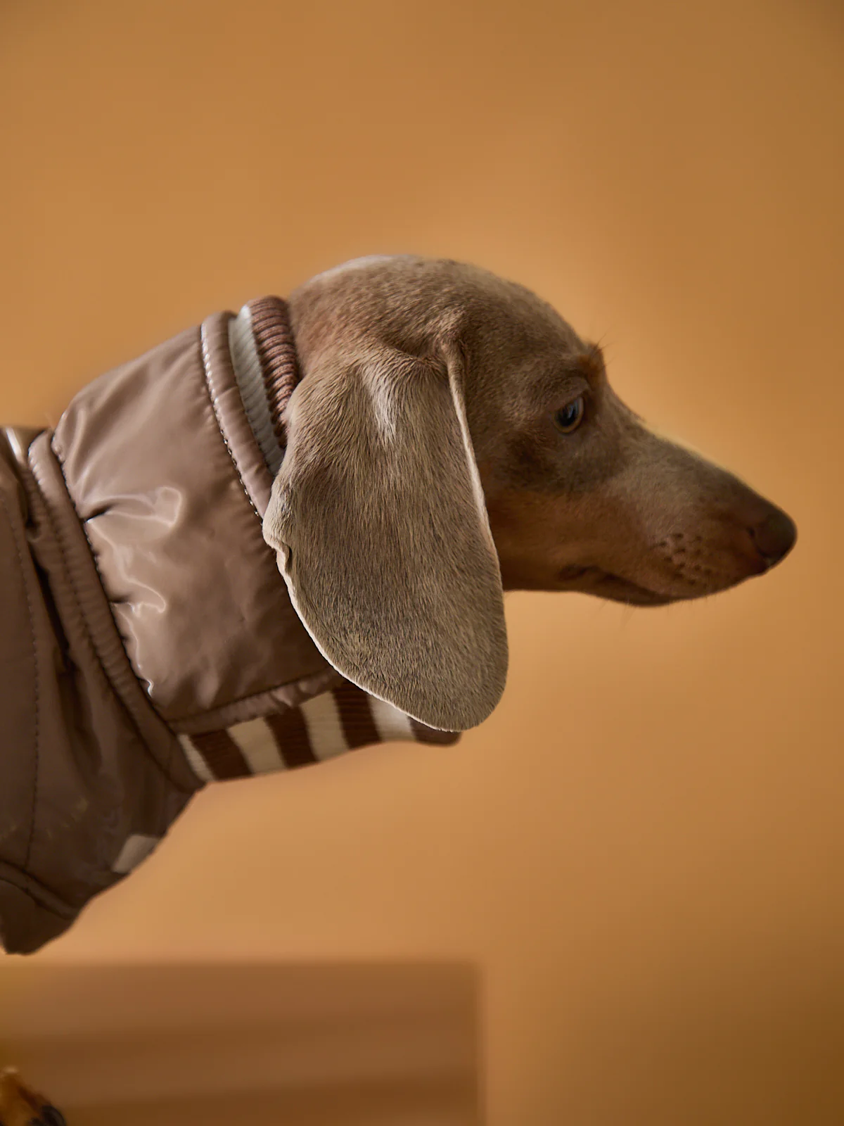 Dachshund Taupe Waterproof Turtleneck Jacket RUE
