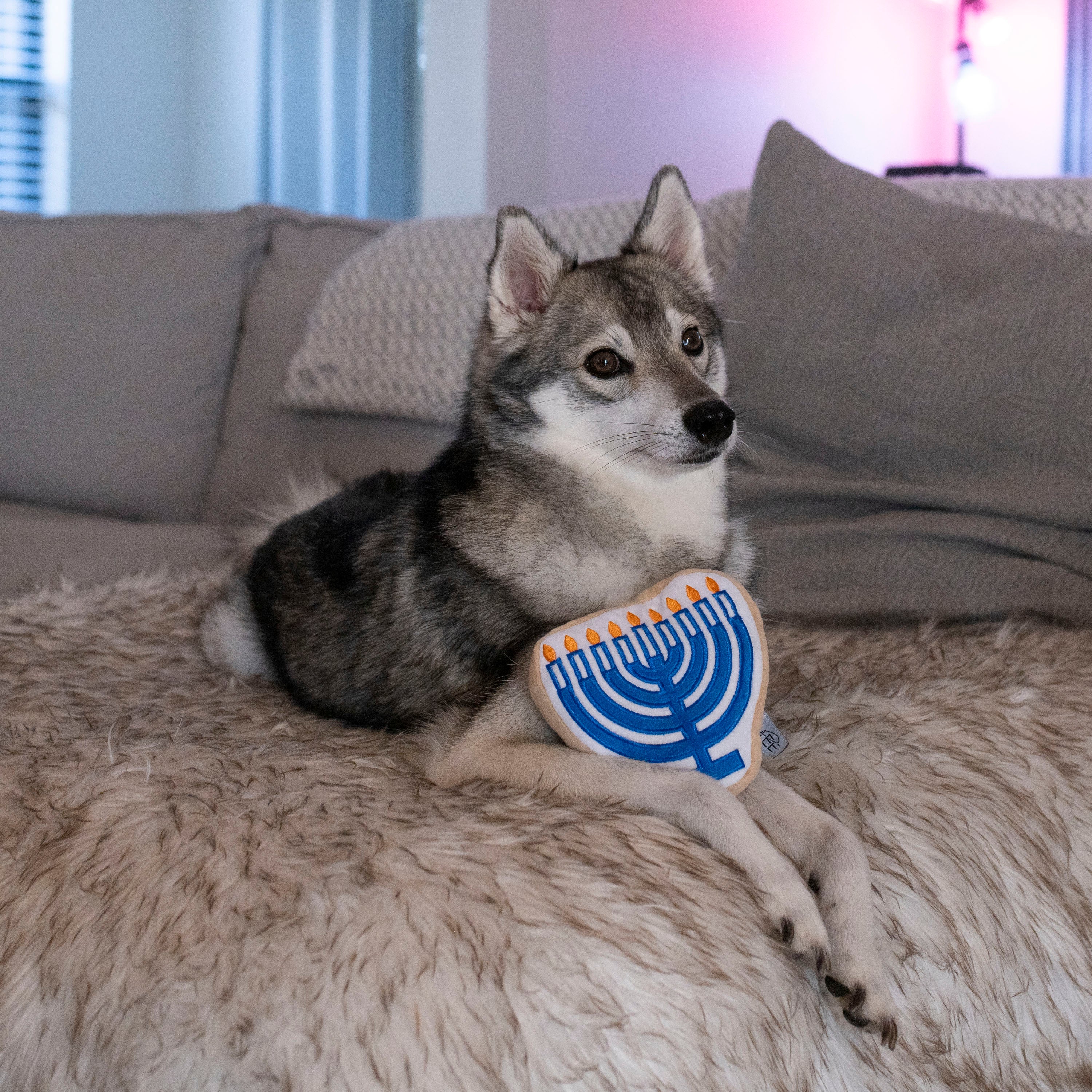 Midlee Menorah Sugar Cookie Dog Toy