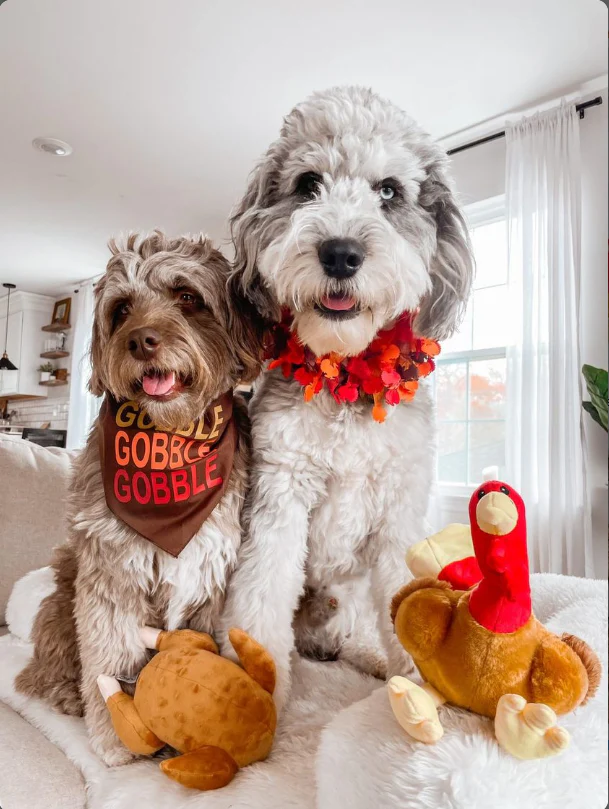 Midlee Thanksgiving Turkey Dog Toy- Large Stuffed Squeaky Pet Toy