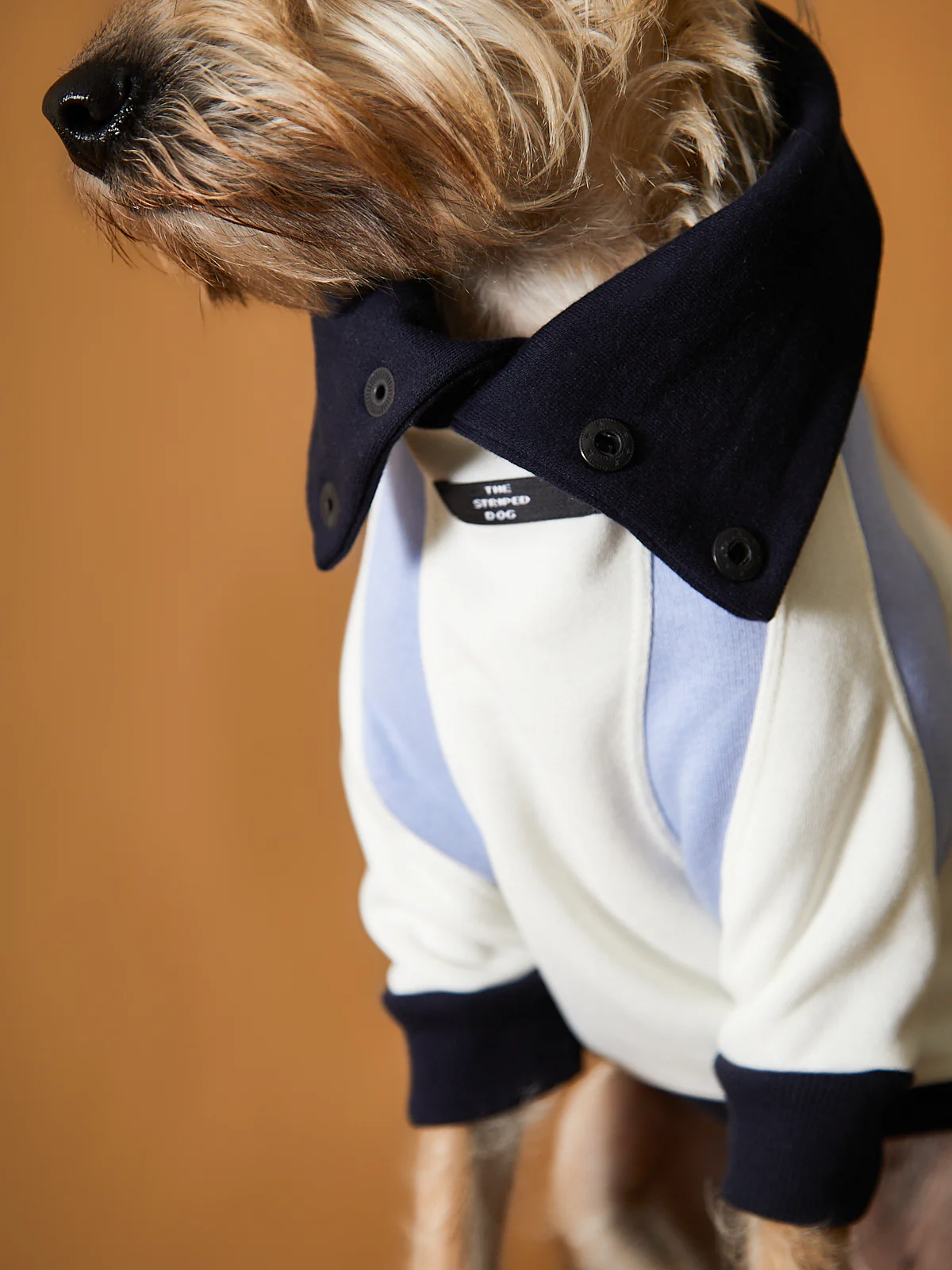 Tricolor Turtleneck Sweater EMILY