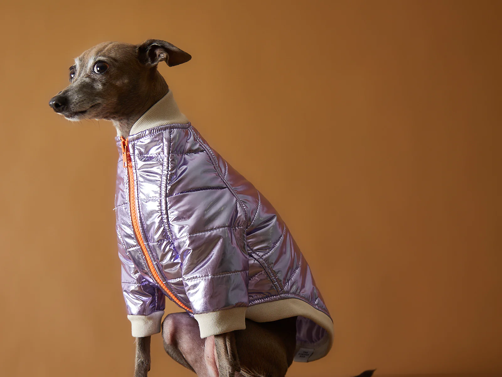 Italian Greyhound / Whippet Metallic Lilac Bomber Jacket with Zipper OPERA