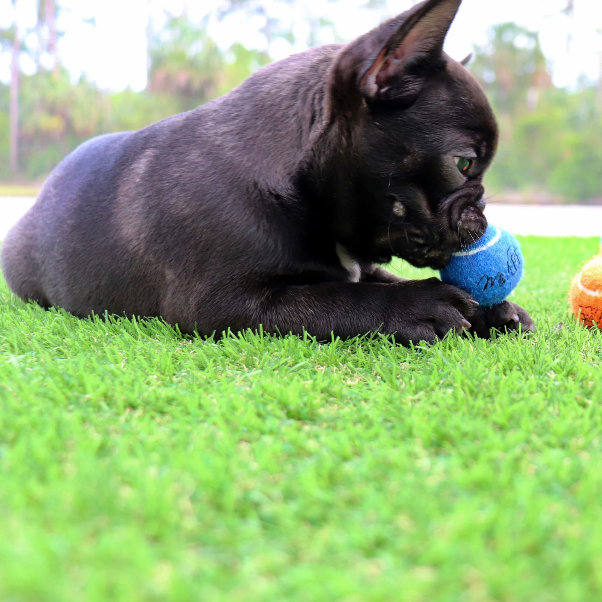 Midlee 1.5 Mini Dog Tennis Balls Bulk Set of 25 Assorted Colors
