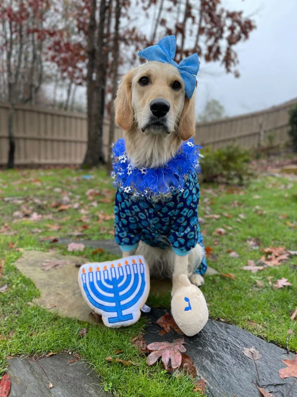 Midlee Menorah Sugar Cookie Dog Toy